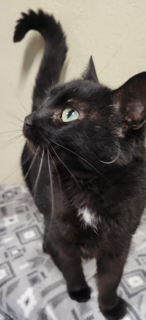 Enlarge Aerostar, a Adoptable mixed breed in Palmer, AK image 2/5