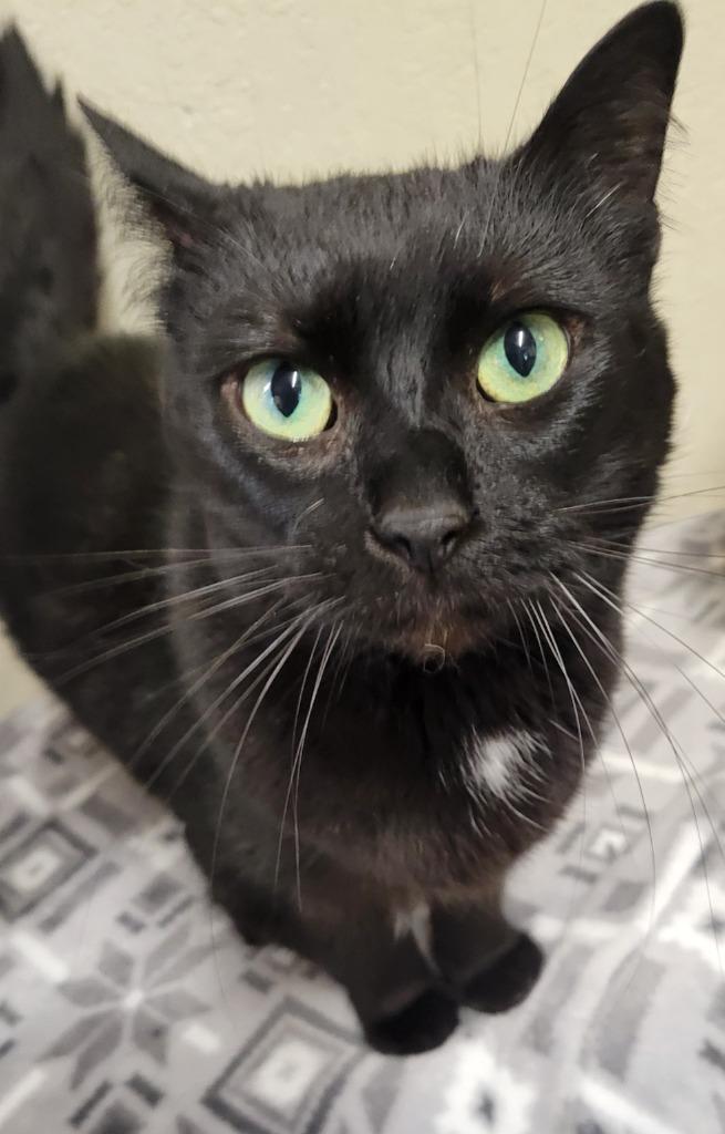 Enlarge Aerostar, a Adoptable mixed breed in Palmer, AK image 4/5