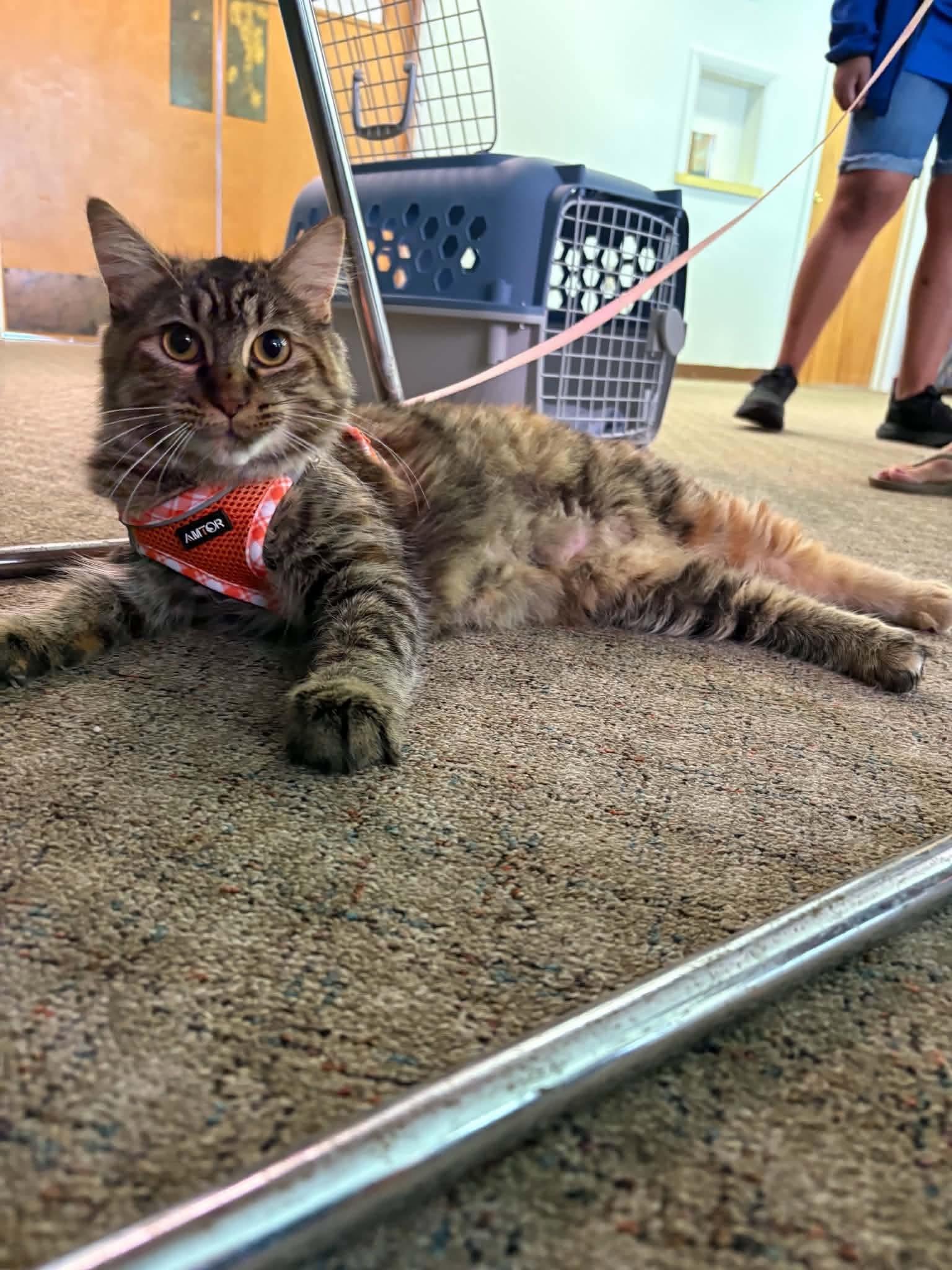Barbie, Adoptable, Adult Female Domestic Long Hair.