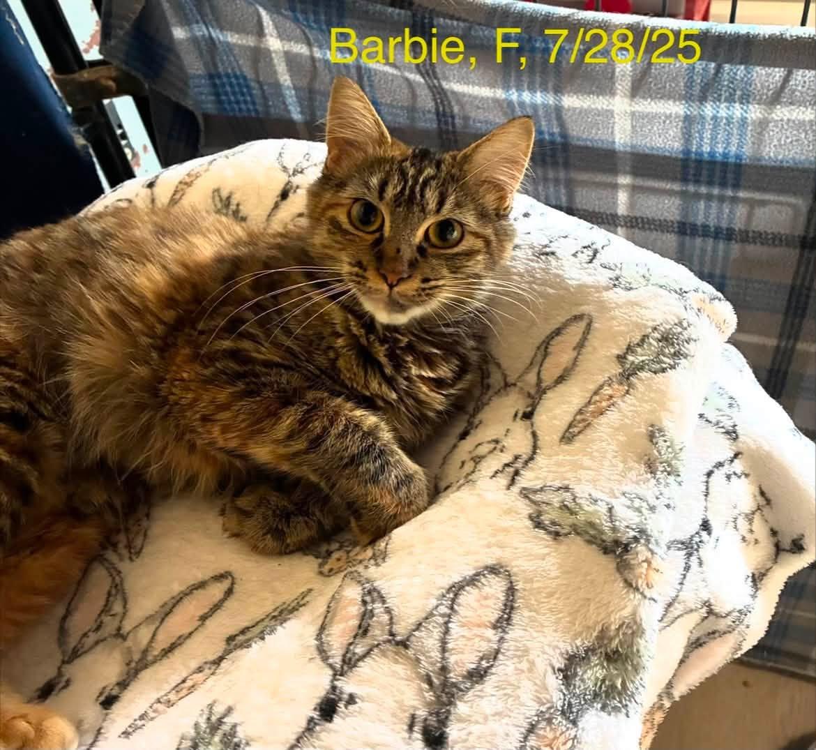 Enlarge Barbie, a Adoptable Domestic Long Hair in Gouverneur, NY image 2/2