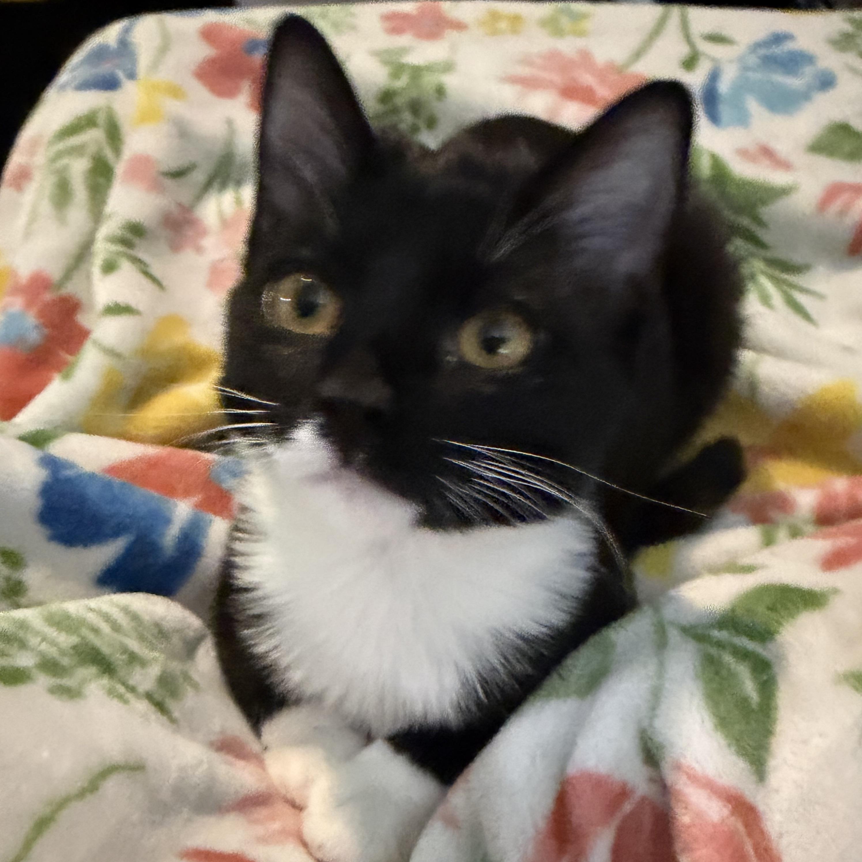 Enlarge Kobalt, a Adoptable Tuxedo in Midvale, UT image 1/2