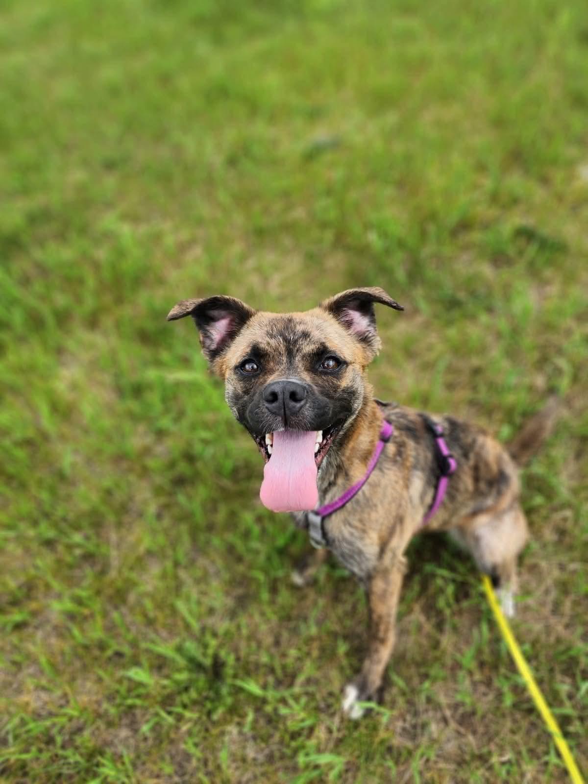 Maisie, a ADOPTABLE mixed breed in Lisle, ON image 1/5