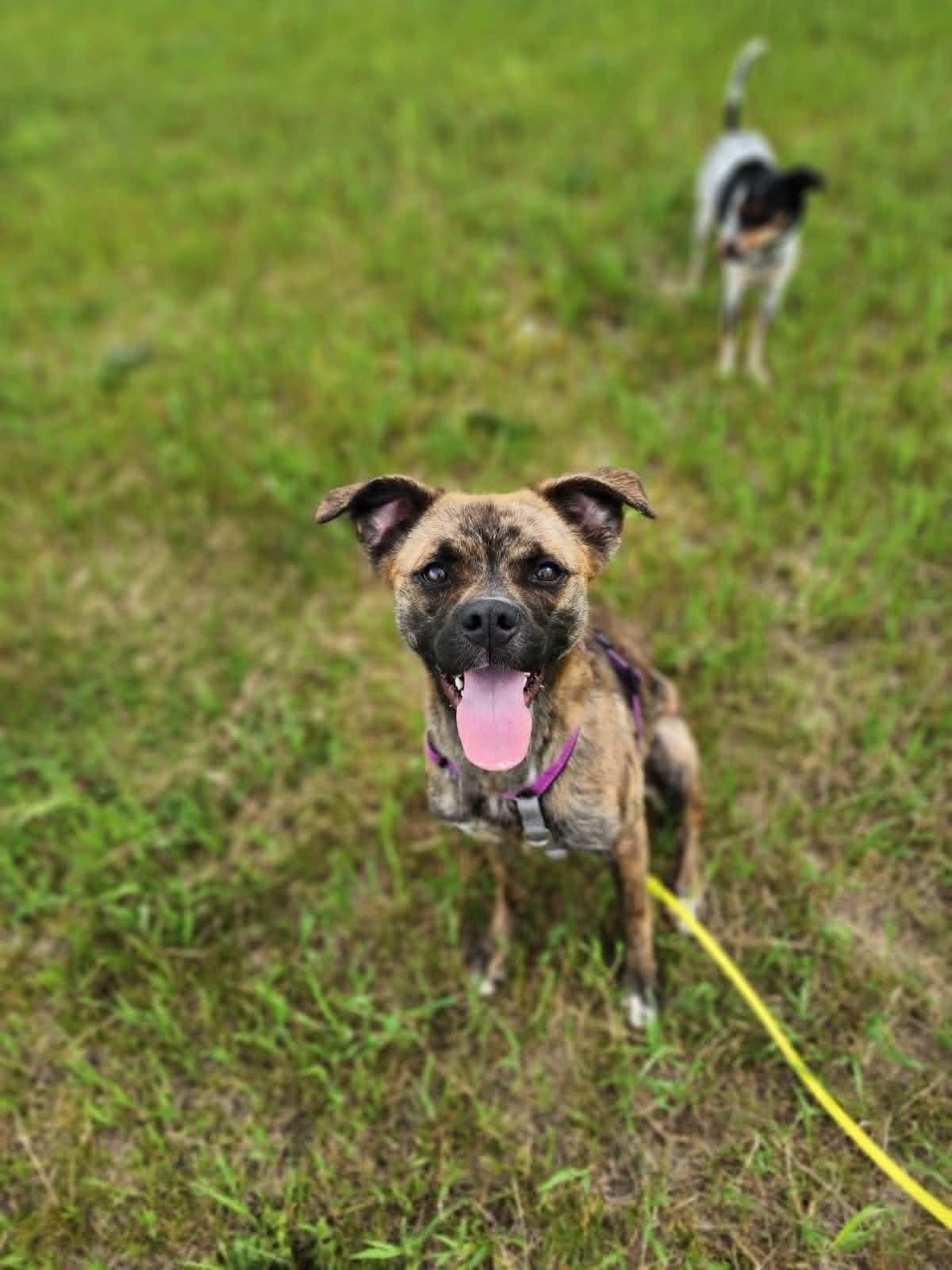 Maisie, a ADOPTABLE mixed breed in Lisle, ON image 2/5