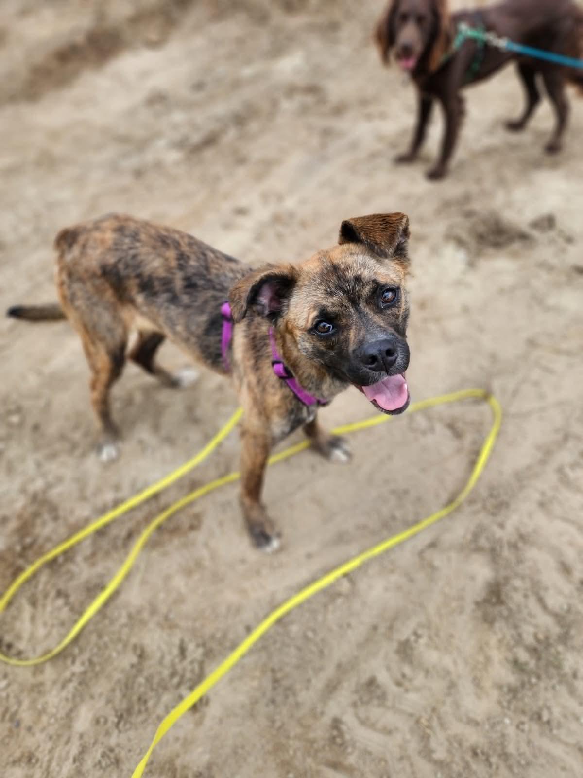 Maisie, a ADOPTABLE mixed breed in Lisle, ON image 4/5