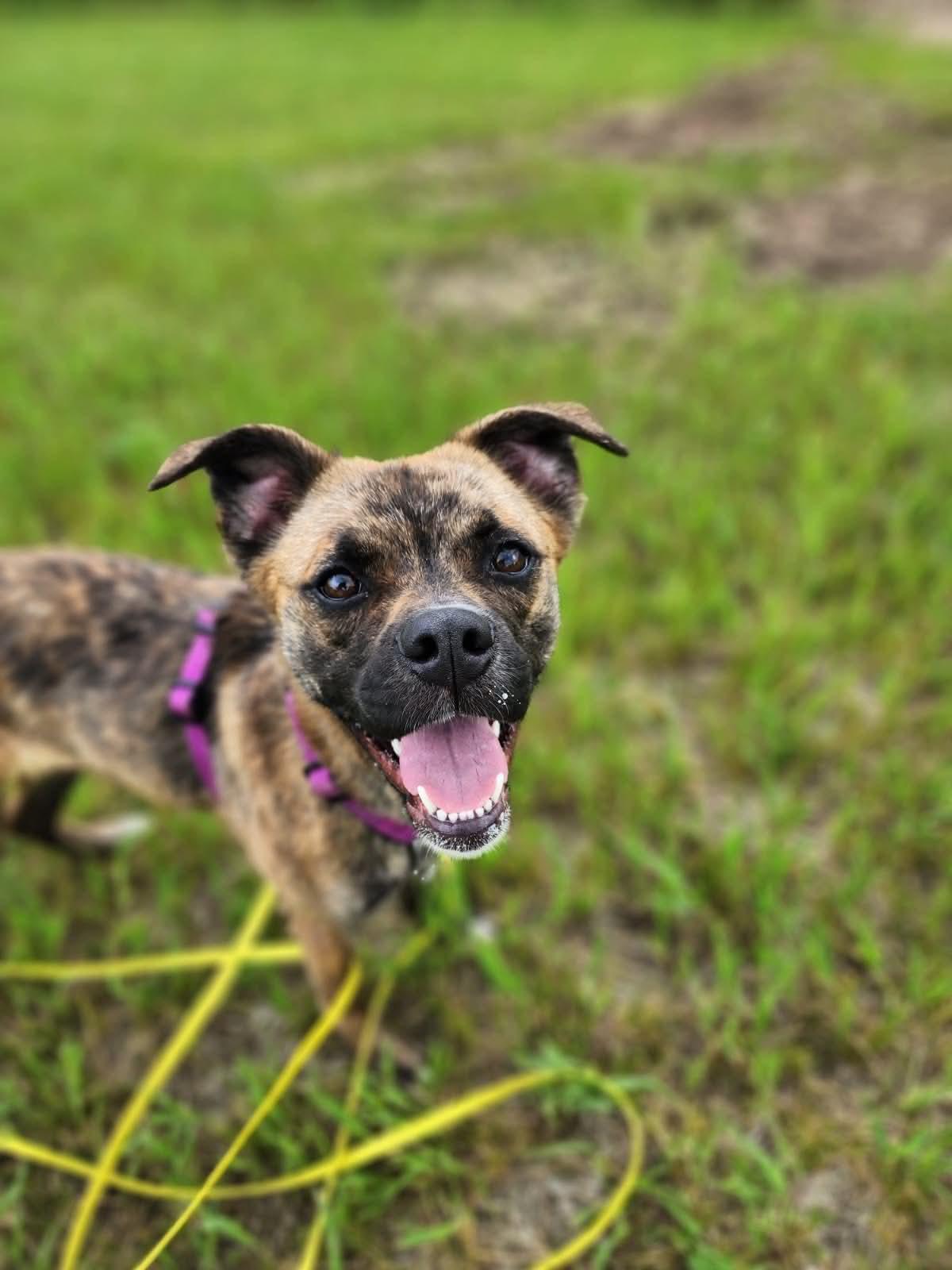 Maisie, a ADOPTABLE mixed breed in Lisle, ON image 3/5