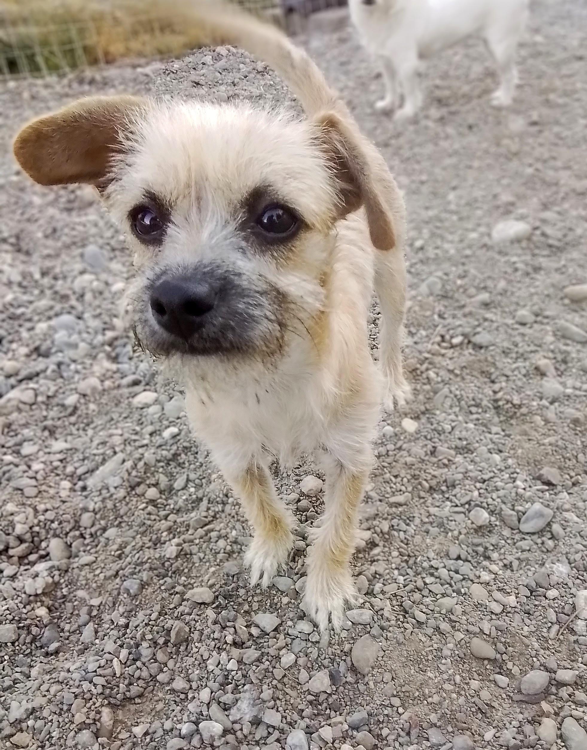Bella, Adoptable, Young Female Chihuahua & Wire Fox Terrier.