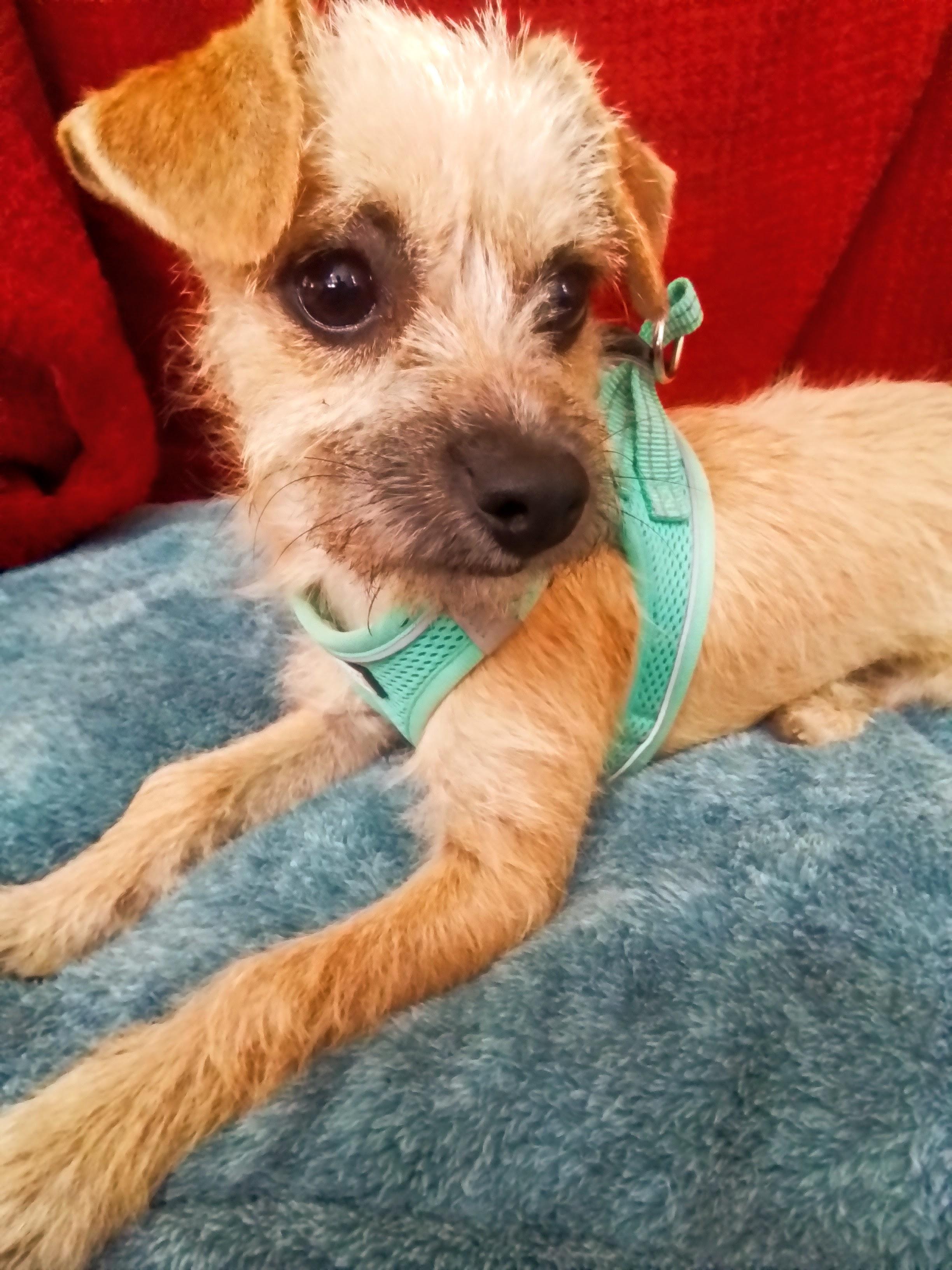 Bella, a Adoptable mixed breed in Spokane, WA image 4/4