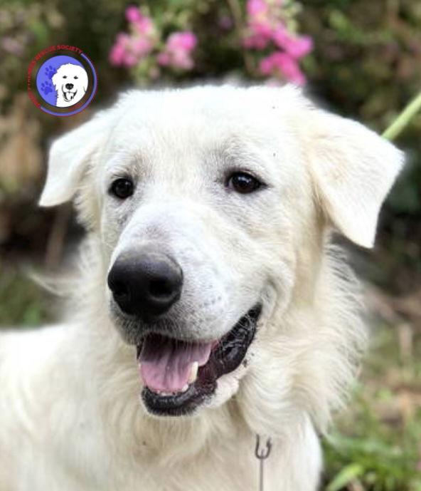 James, Adoptable, Adult Male Great Pyrenees.