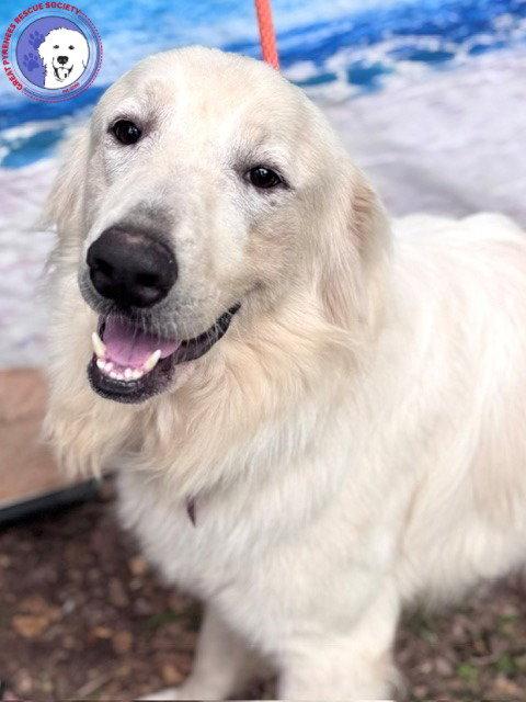 James, Adoptable, Adult Male Great Pyrenees.