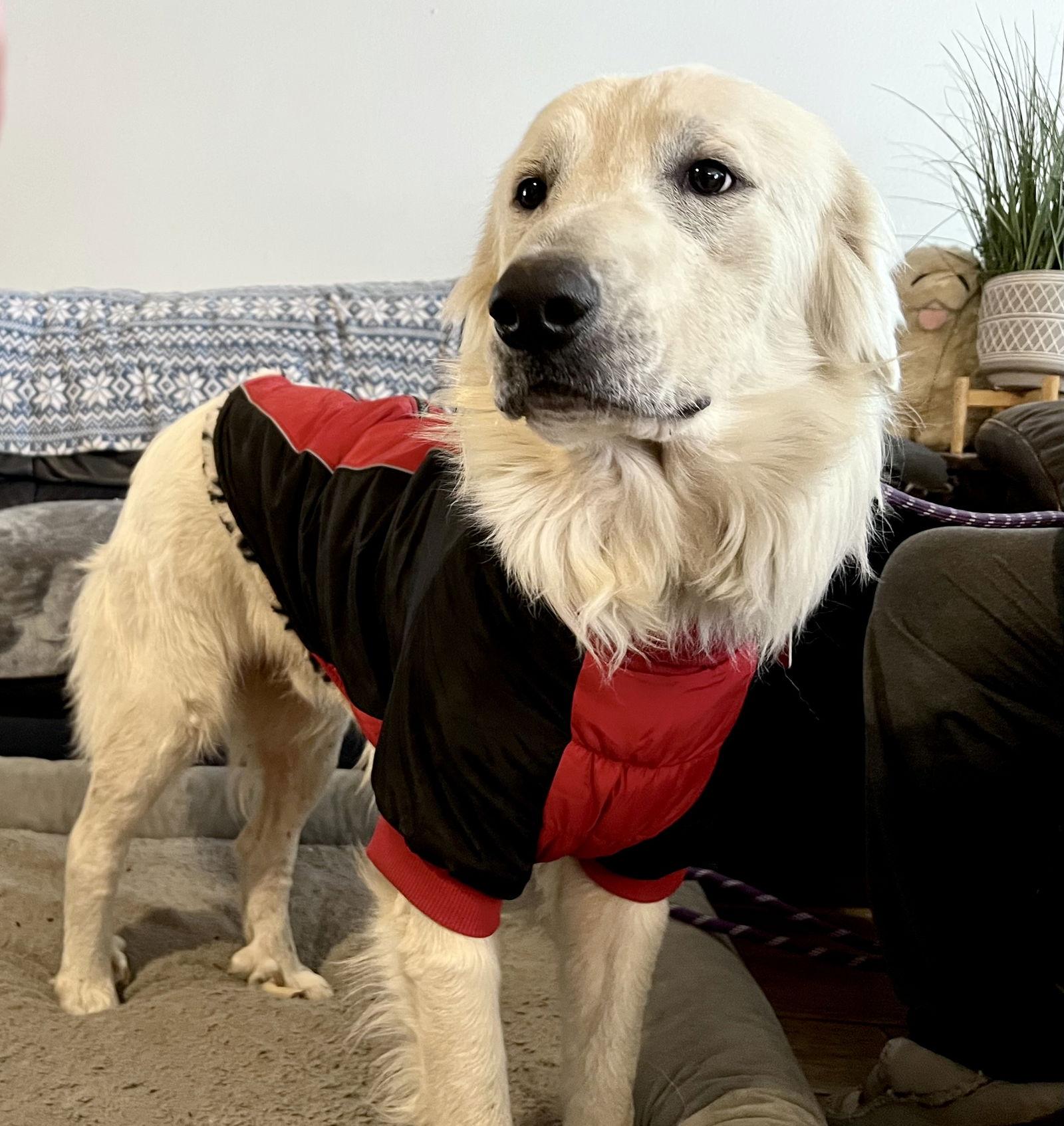 Enlarge James, a Adoptable Great Pyrenees in Austin, TX image 3/6