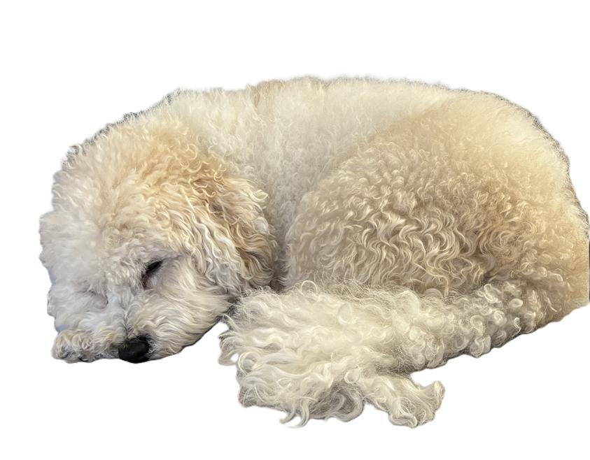 Enlarge Humphrey in FL, a Adoptable Havanese in Wilton Manors, FL image 3/3