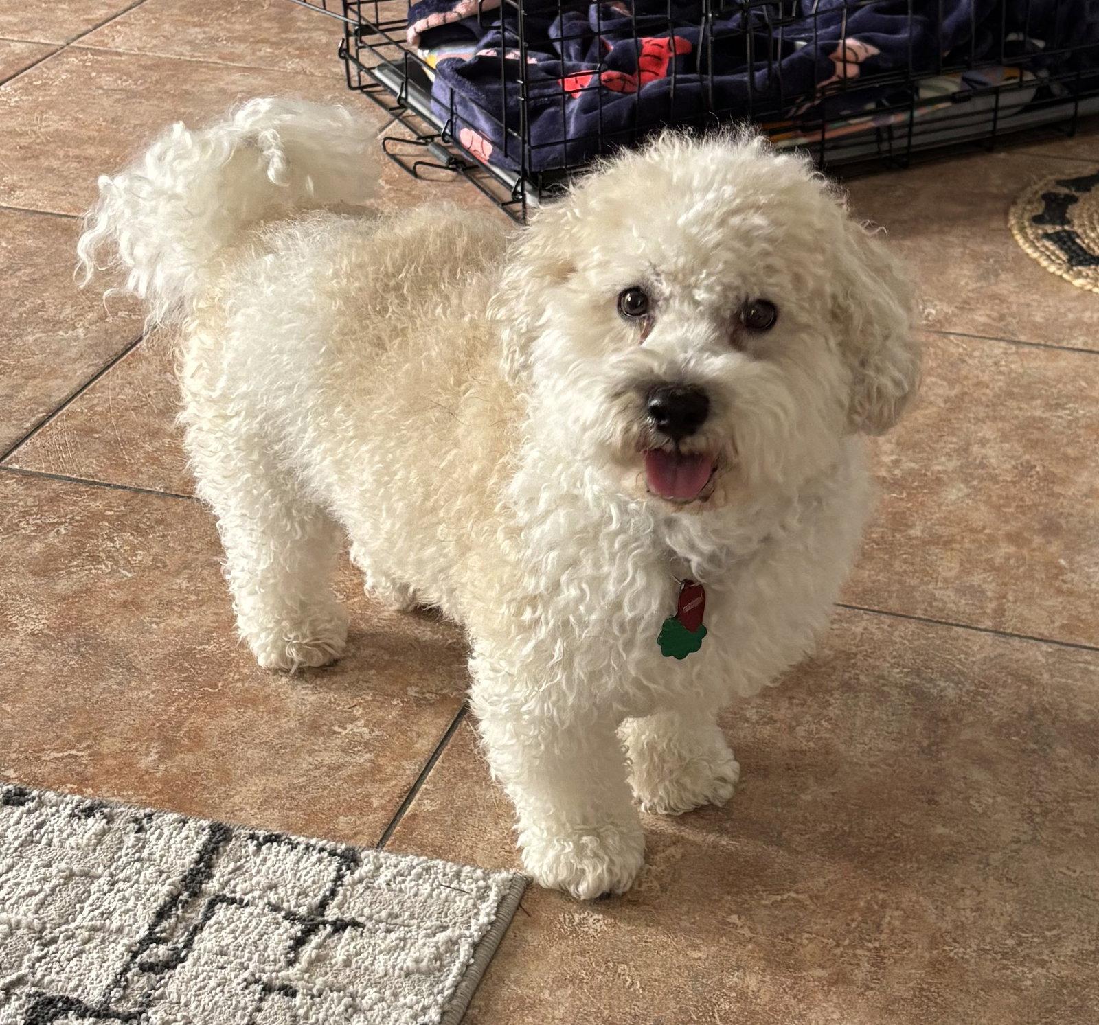 Humphrey in FL, Adoptable, Adult Male Havanese.