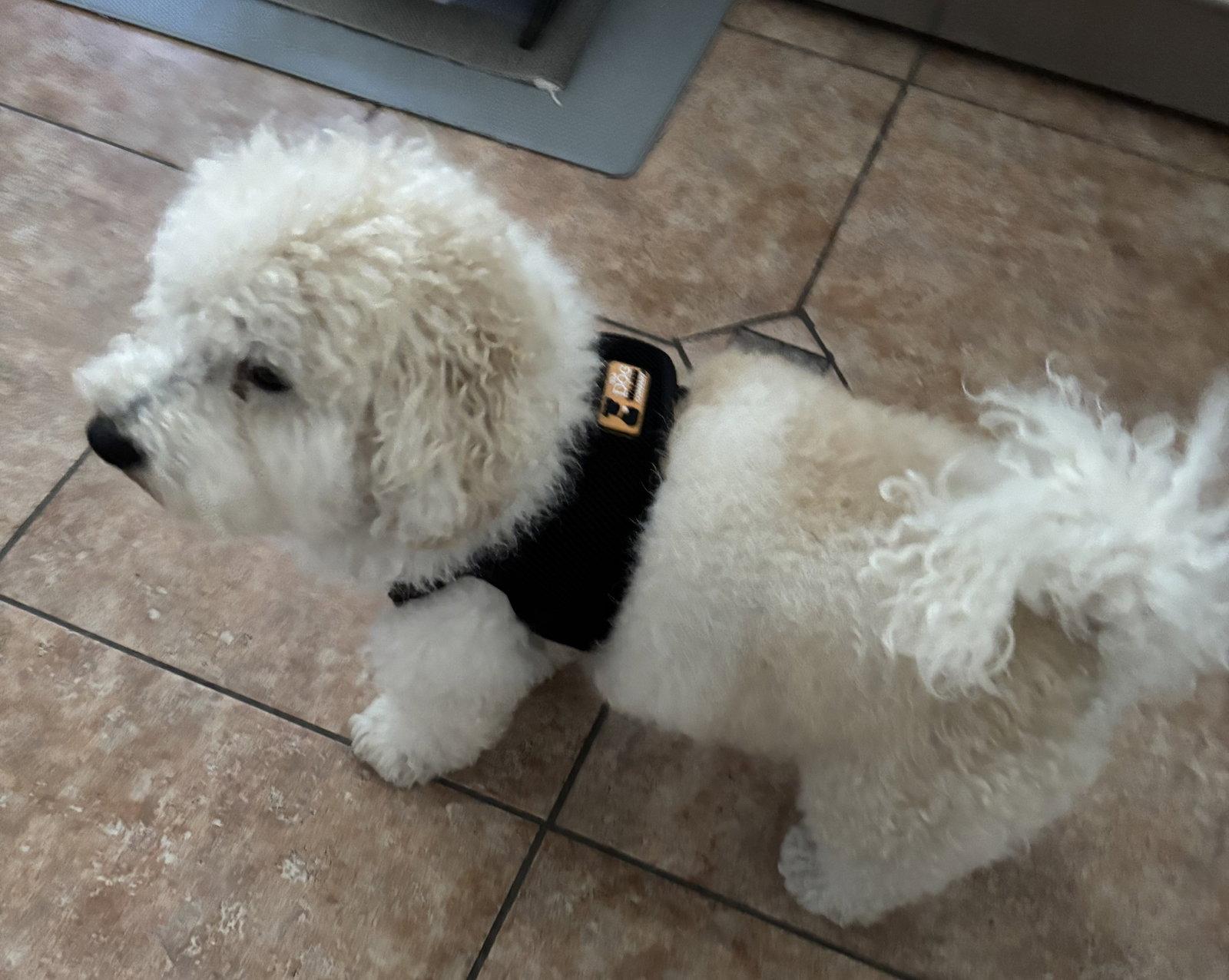 Enlarge Humphrey in FL, a Adoptable Havanese in Wilton Manors, FL image 2/3