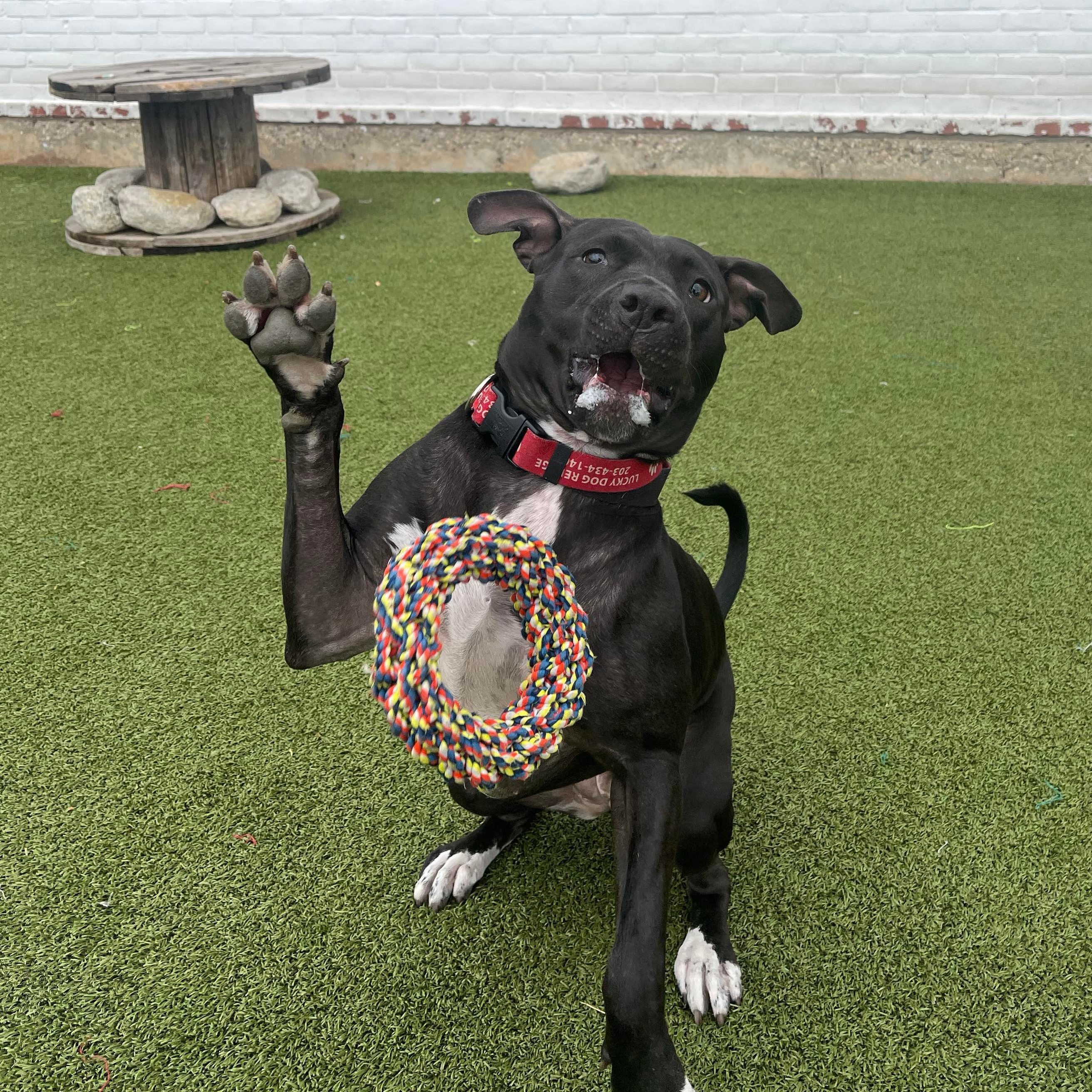 Sadie, Adoptable, Young Female American Staffordshire Terrier & Black Labrador Retriever.
