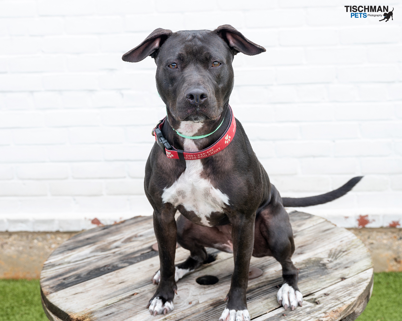 Enlarge Sadie, a Adoptable mixed breed in Stamford, CT image 2/23