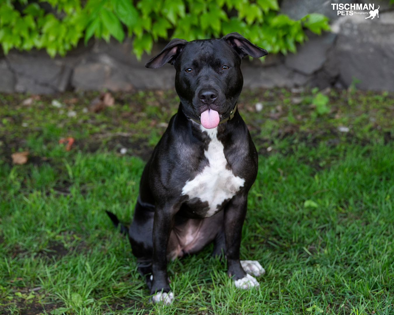 Enlarge Sadie, a Adoptable mixed breed in Stamford, CT image 3/23