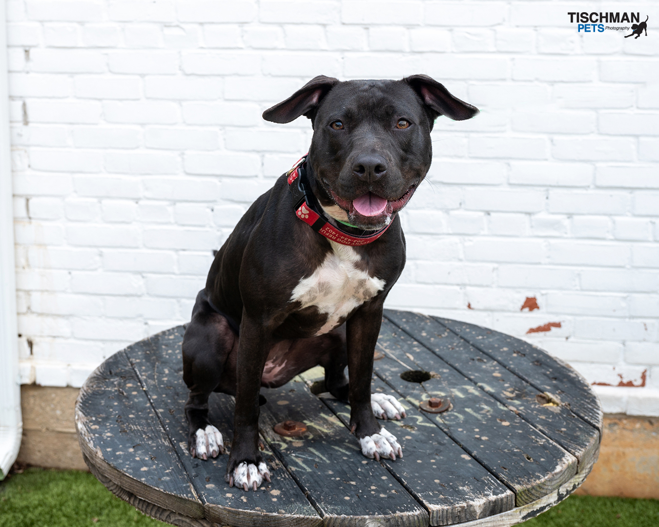 Enlarge Sadie, a Adoptable mixed breed in Stamford, CT image 4/23