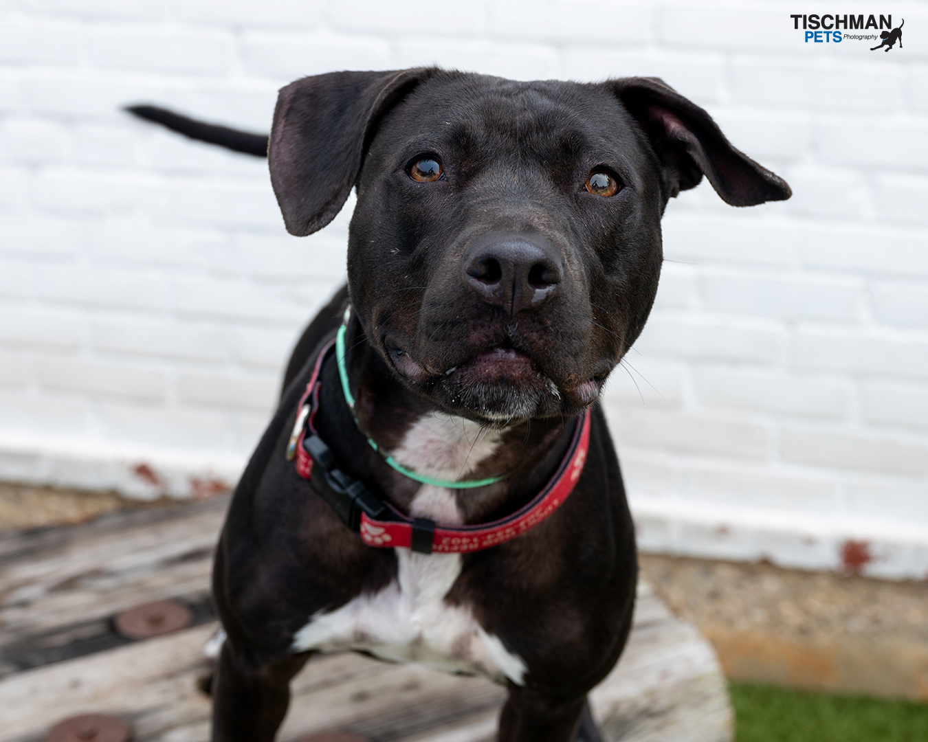 Enlarge Sadie, a Adoptable mixed breed in Stamford, CT image 5/23