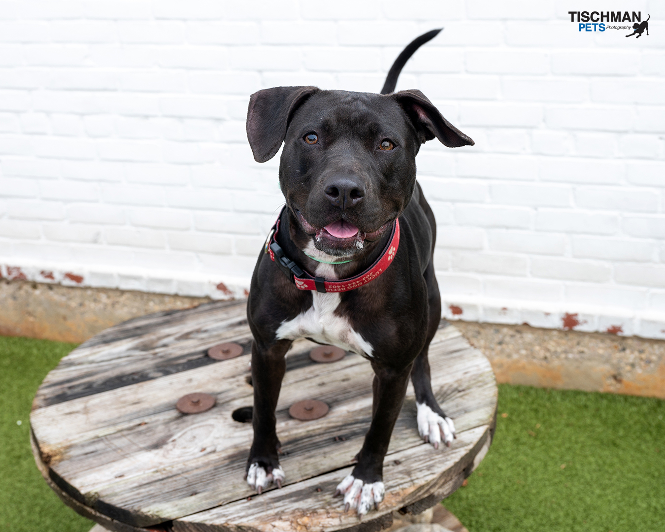 WeRescue - Adopt Sadie: American Staffordshire Terrier in Stamford, CT
