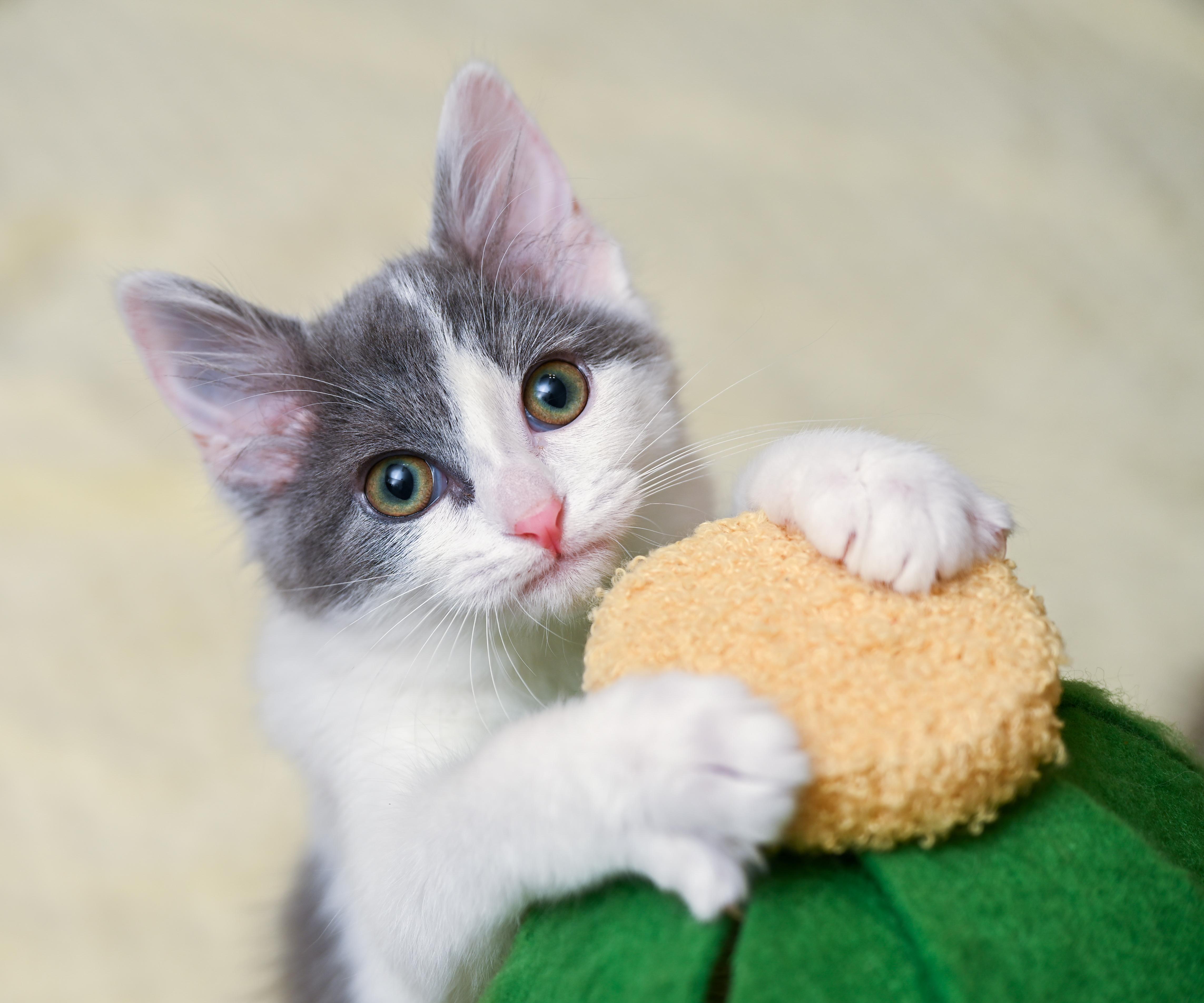 Enlarge Booberry, a Adoptable mixed breed in Chattanooga, TN image 1/6