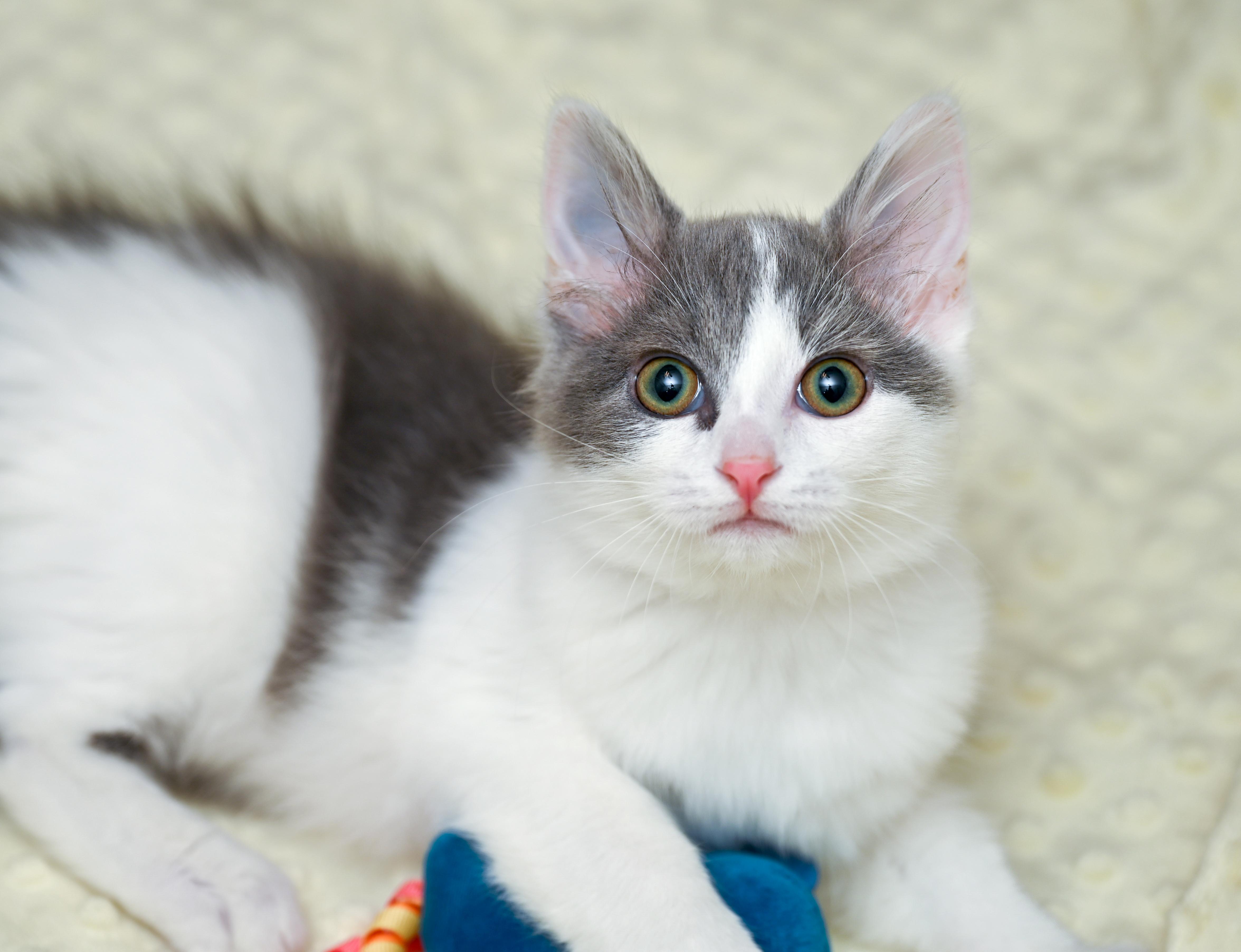 Enlarge Booberry, a Adoptable mixed breed in Chattanooga, TN image 3/6