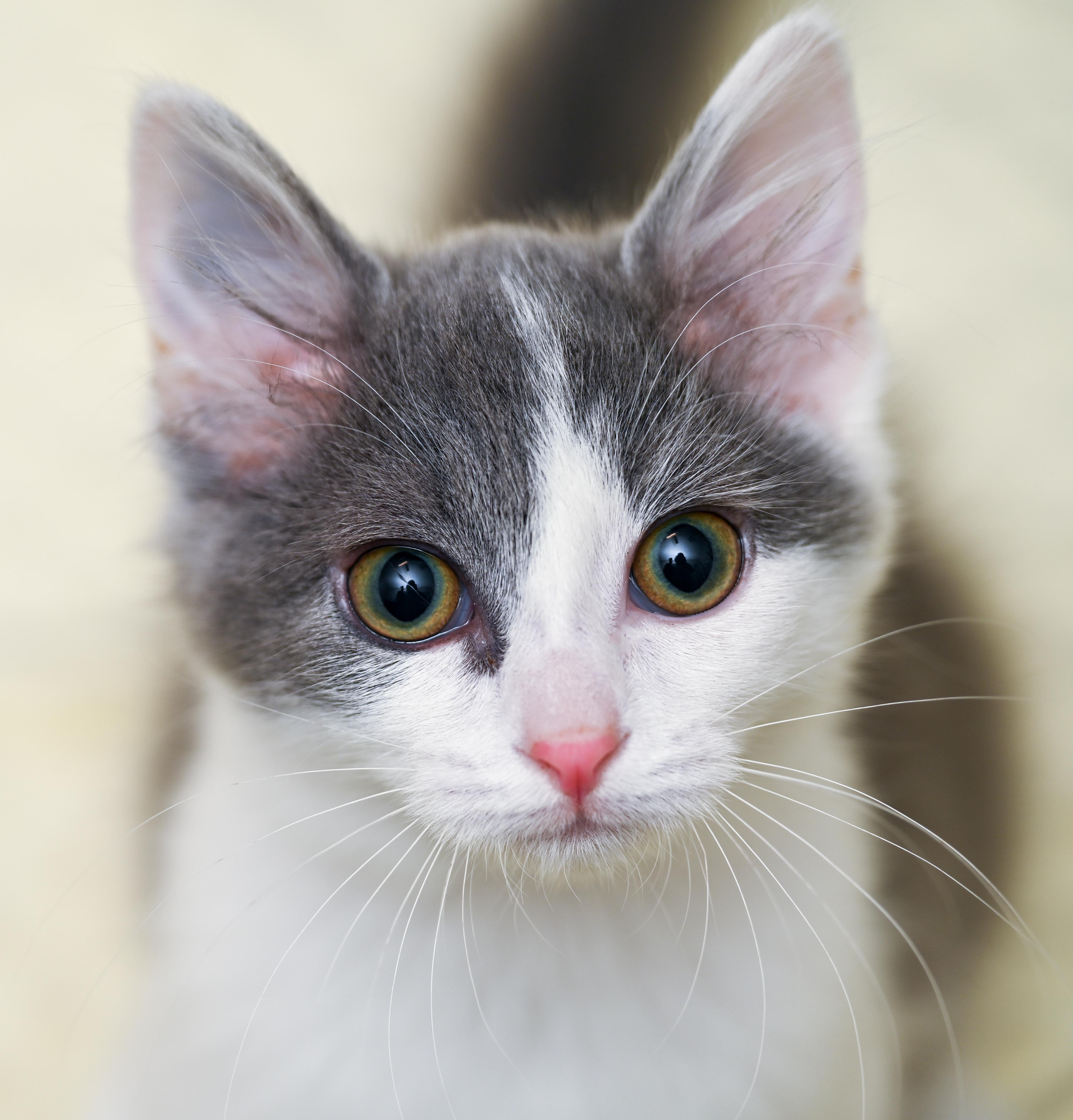 Enlarge Booberry, a Adoptable mixed breed in Chattanooga, TN image 4/6