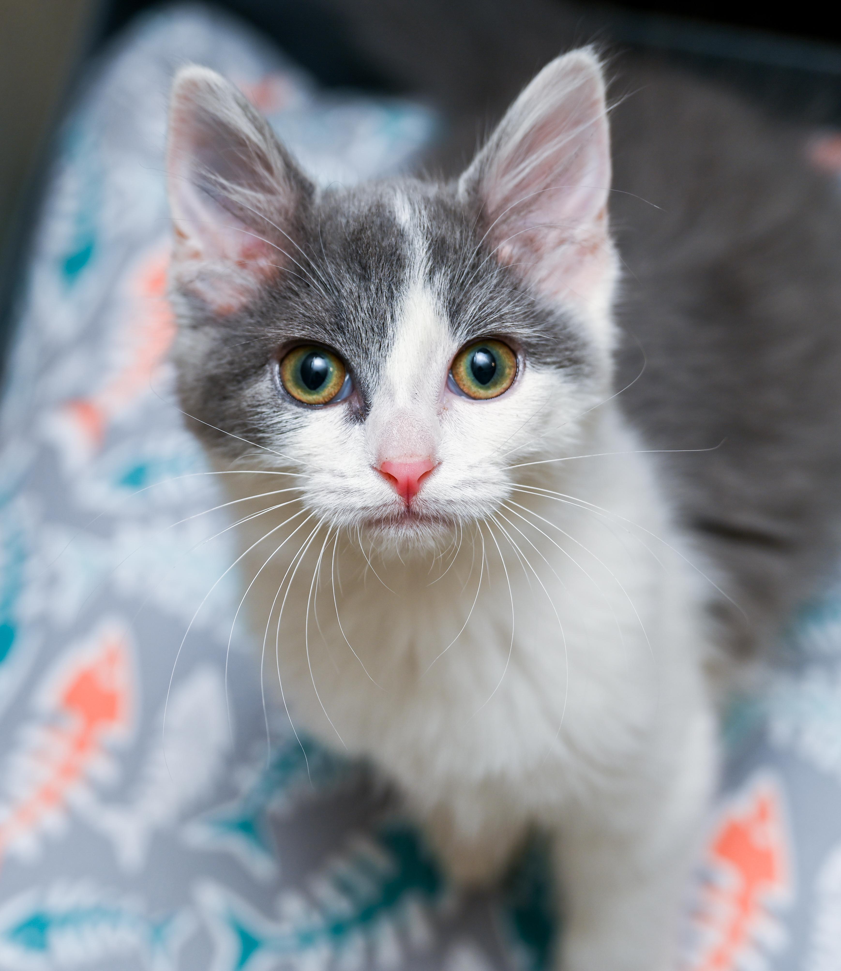 Enlarge Booberry, a Adoptable mixed breed in Chattanooga, TN image 2/6