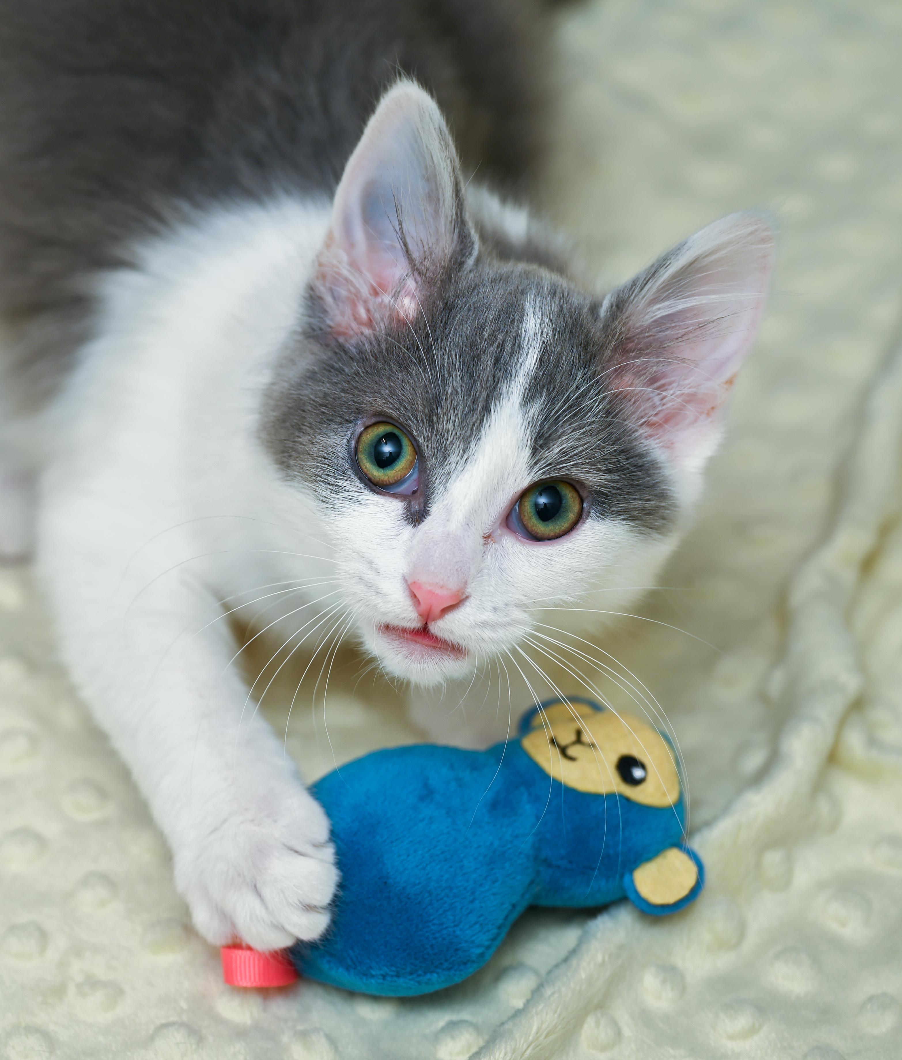 Enlarge Booberry, a Adoptable mixed breed in Chattanooga, TN image 6/6