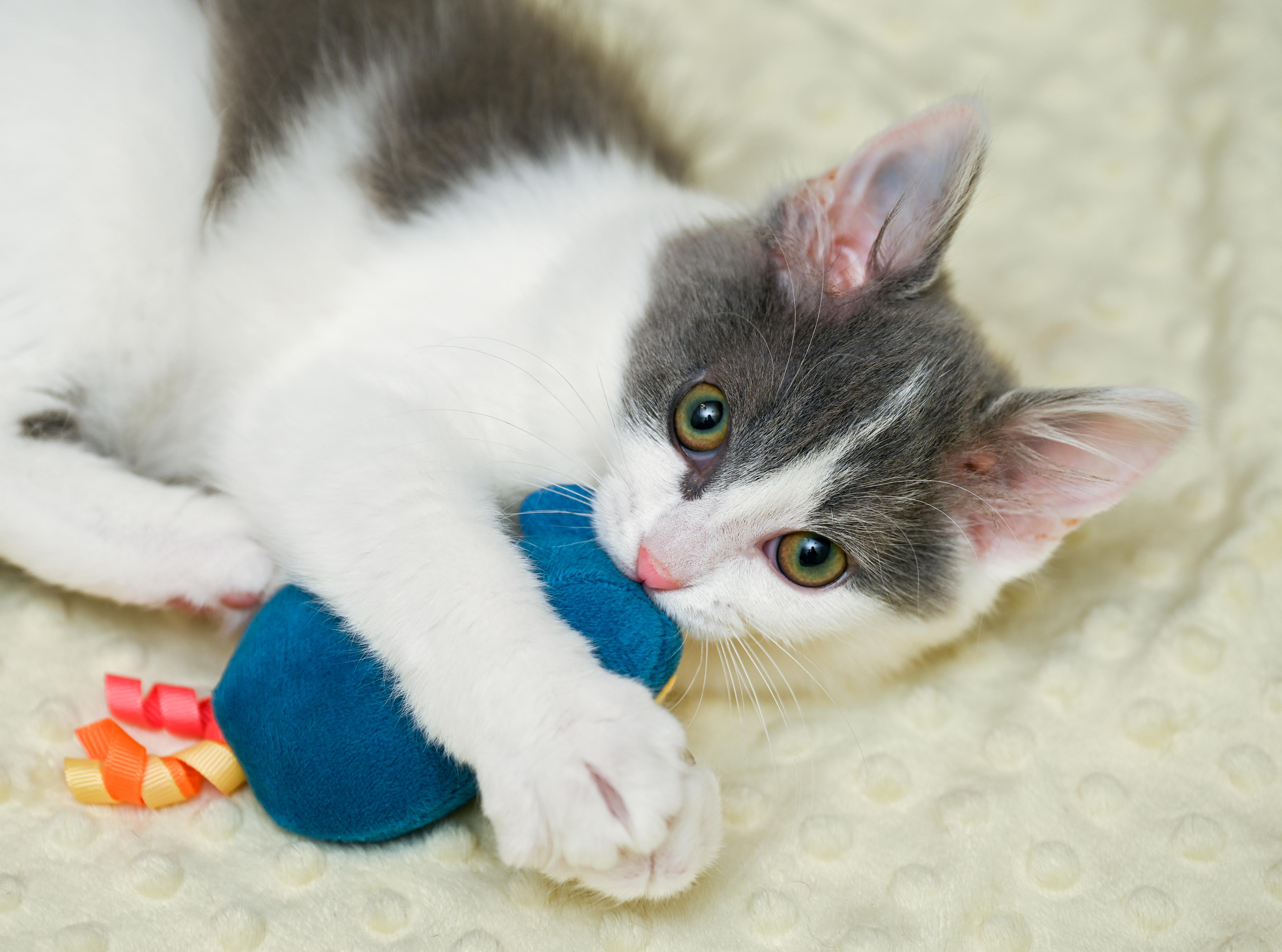 Enlarge Booberry, a Adoptable mixed breed in Chattanooga, TN image 5/6