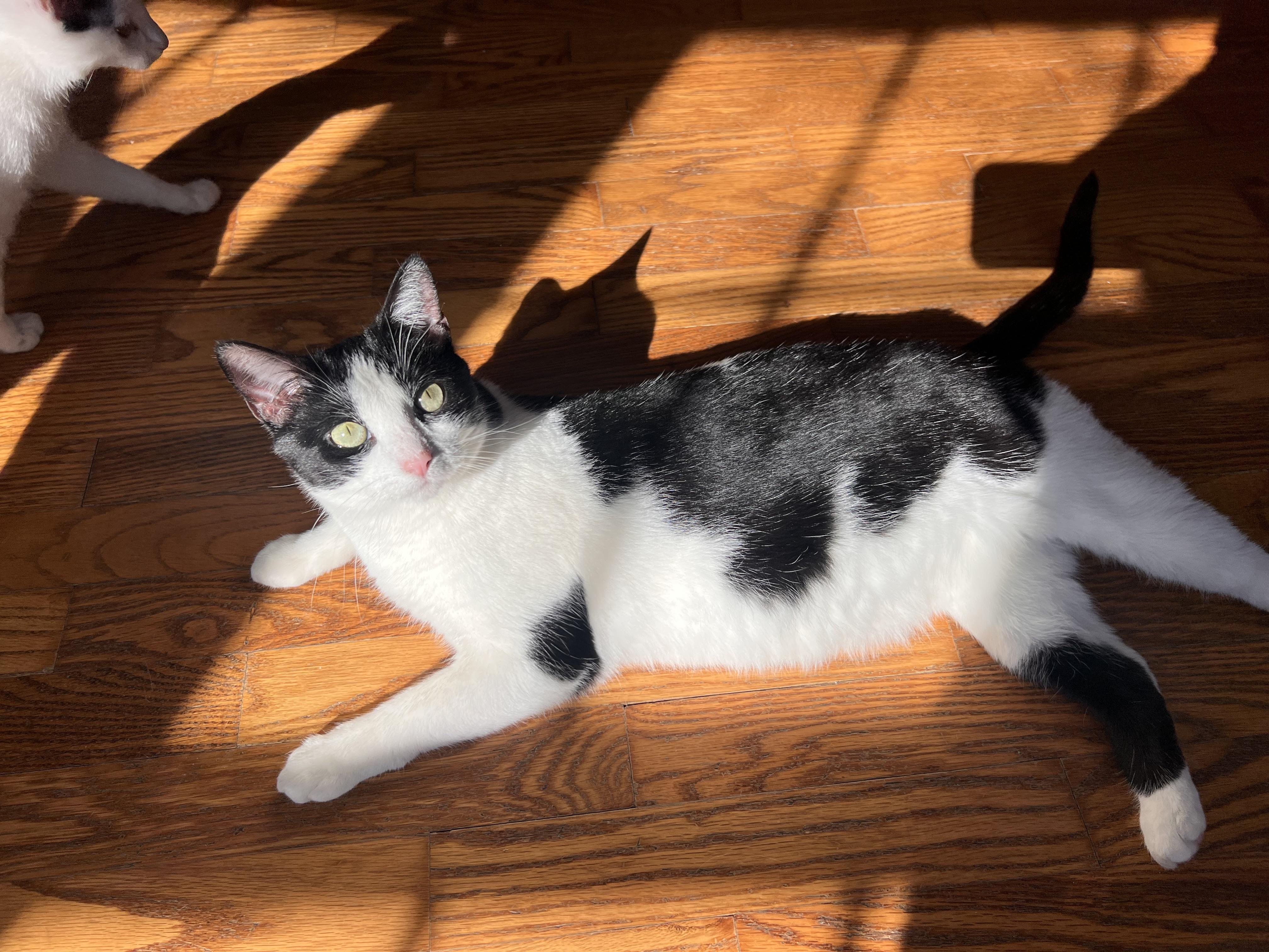 Raven, Adoptable, Young Female Domestic Short Hair.