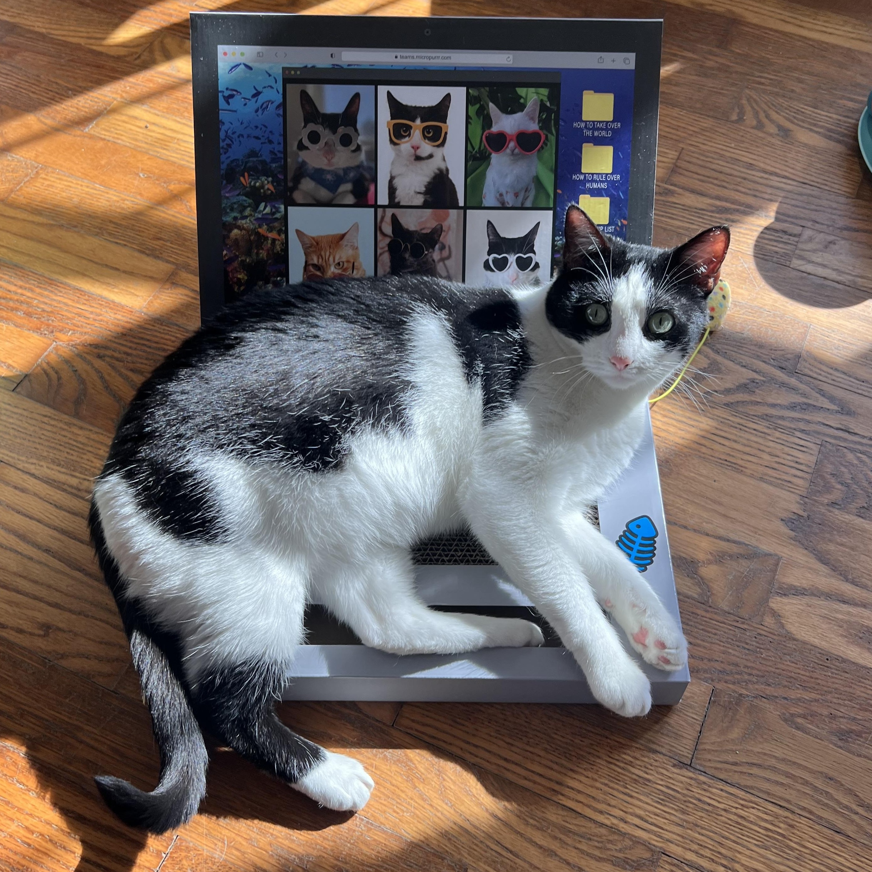 Enlarge Raven, a Adoptable Domestic Short Hair in Howell, MI image 2/4