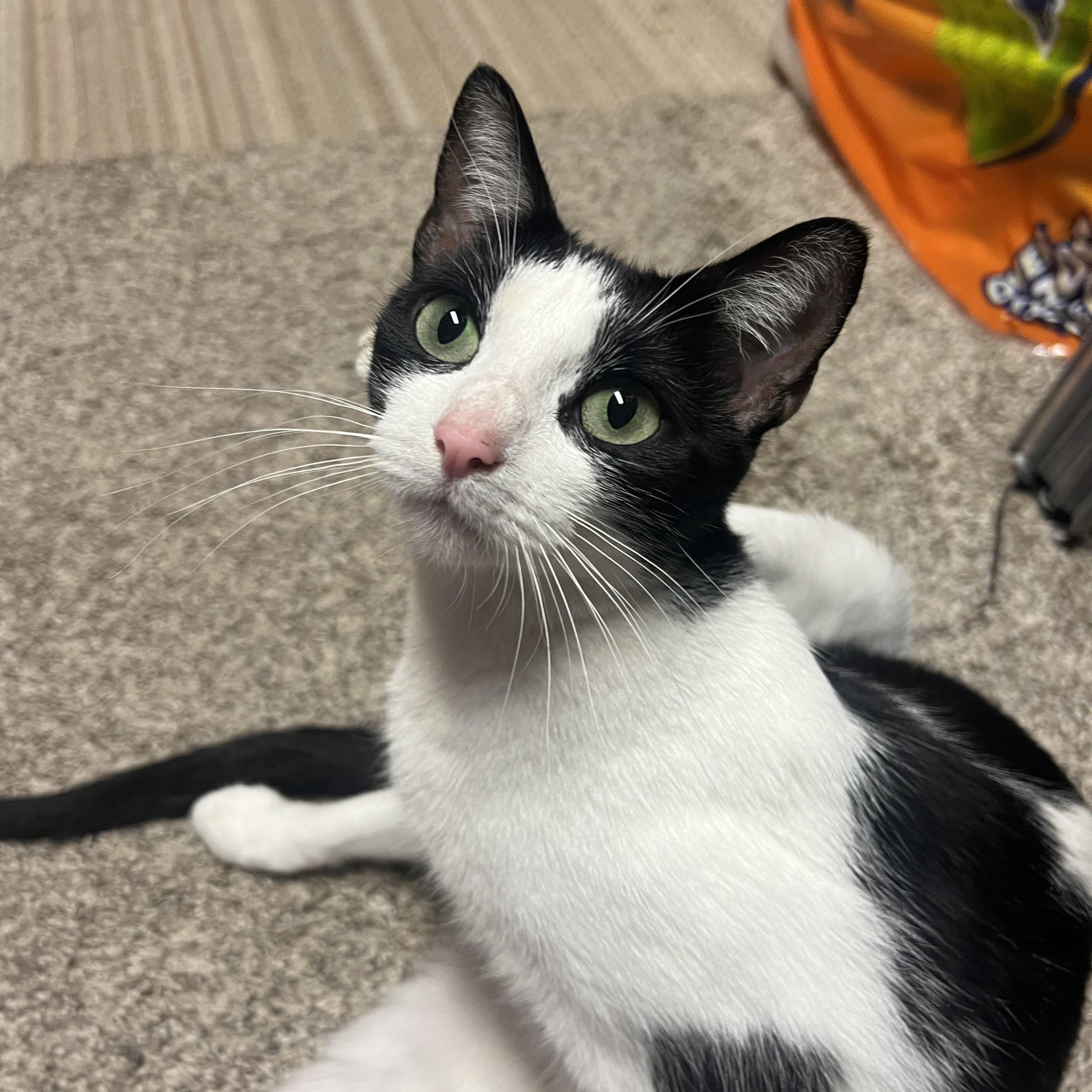 Enlarge Raven, a Adoptable Domestic Short Hair in Howell, MI image 4/4