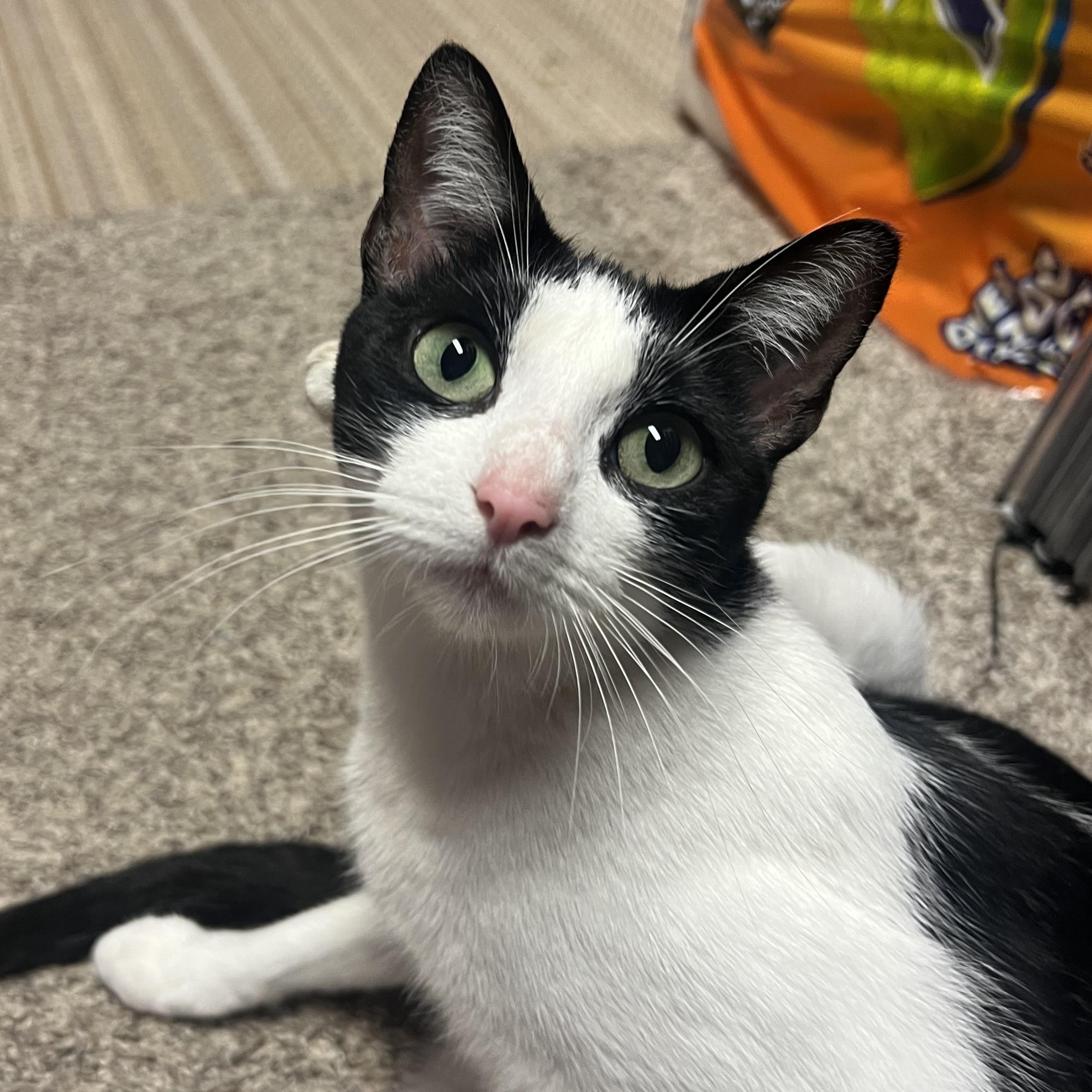 Raven, Adoptable, Young Female Domestic Short Hair.