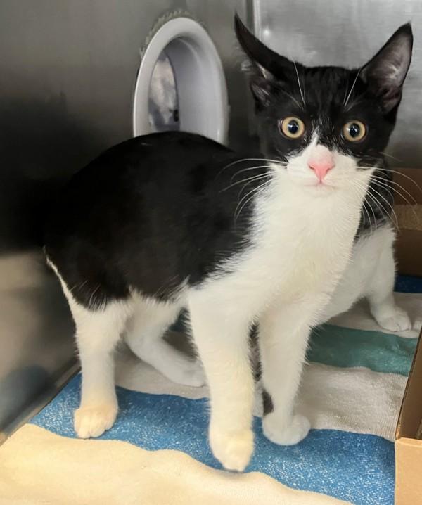 Enlarge Bongo, a Adoptable mixed breed in Staten Island, NY image 1/1