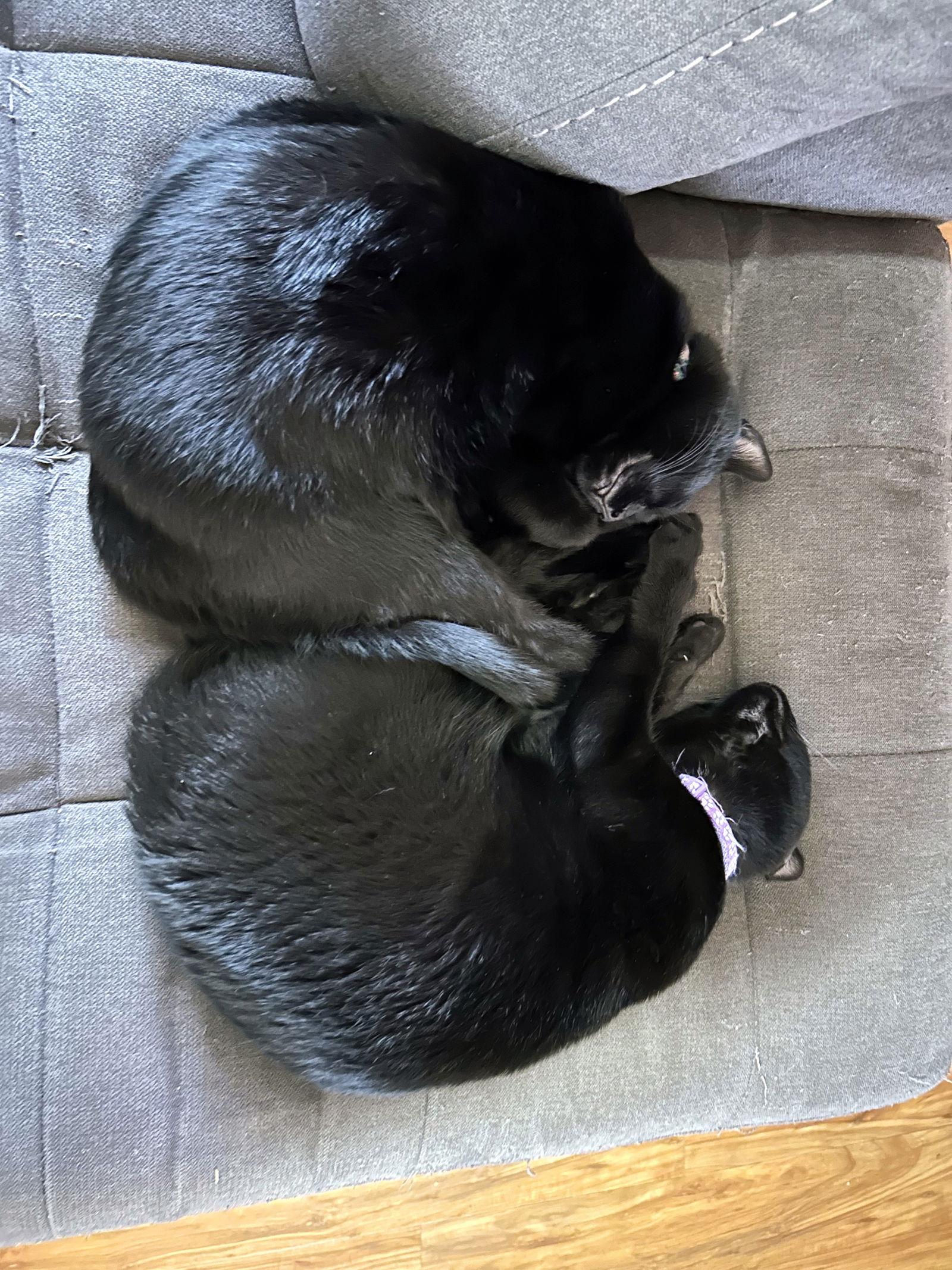 Midnight, a Adoptable Domestic Short Hair in Nazareth, PA image 1/3