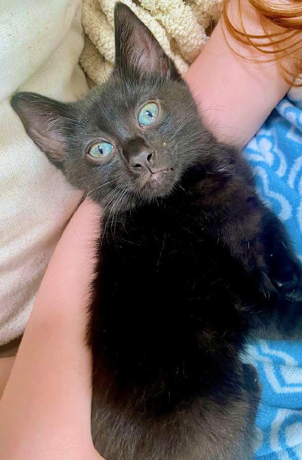 Enlarge Minnie, a Adoptable Domestic Short Hair in Nazareth, PA image 1/3