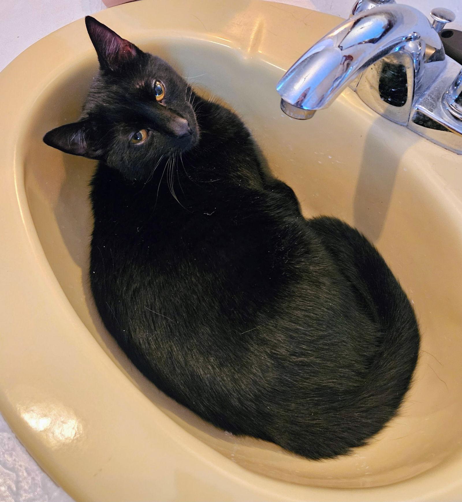 Enlarge Minnie, a Adoptable Domestic Short Hair in Nazareth, PA image 3/3