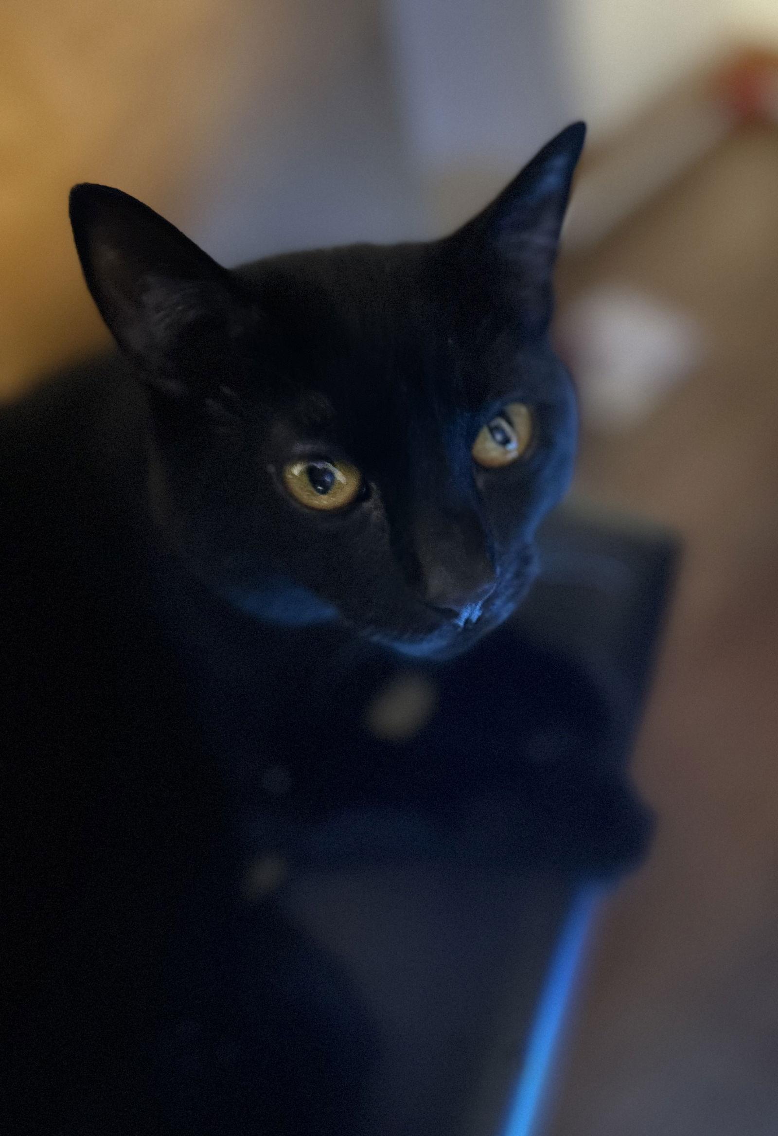 Midnight, a Adoptable Domestic Short Hair in Nazareth, PA image 3/3