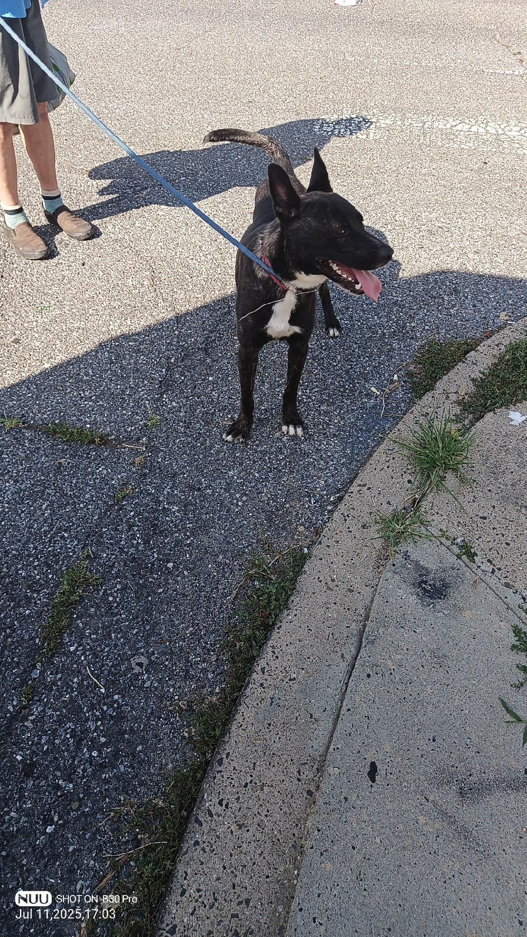 Fabio, Adoptable, Young Male Belgian Shepherd / Malinois & German Shepherd Dog.