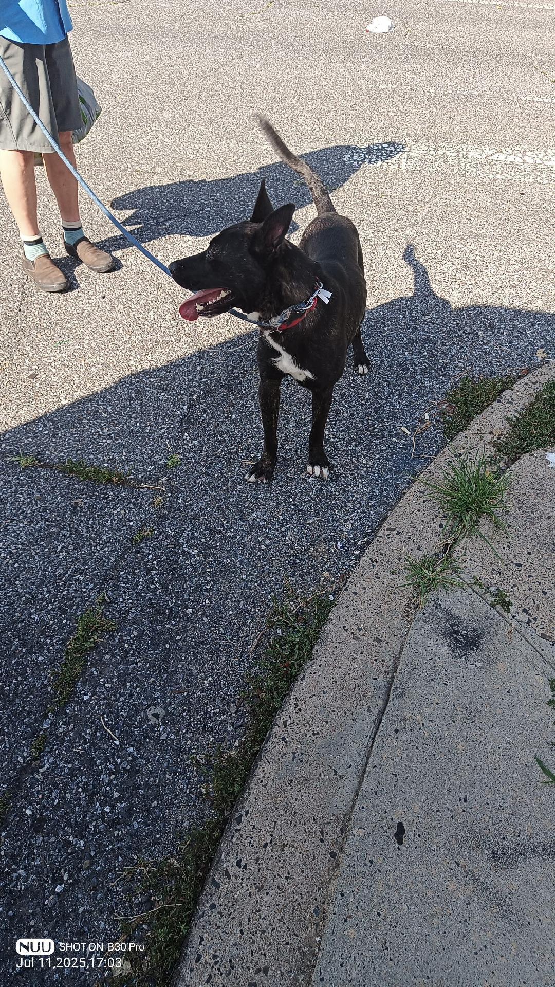 Enlarge Fabio, a Adoptable mixed breed in Yardley, PA image 2/3
