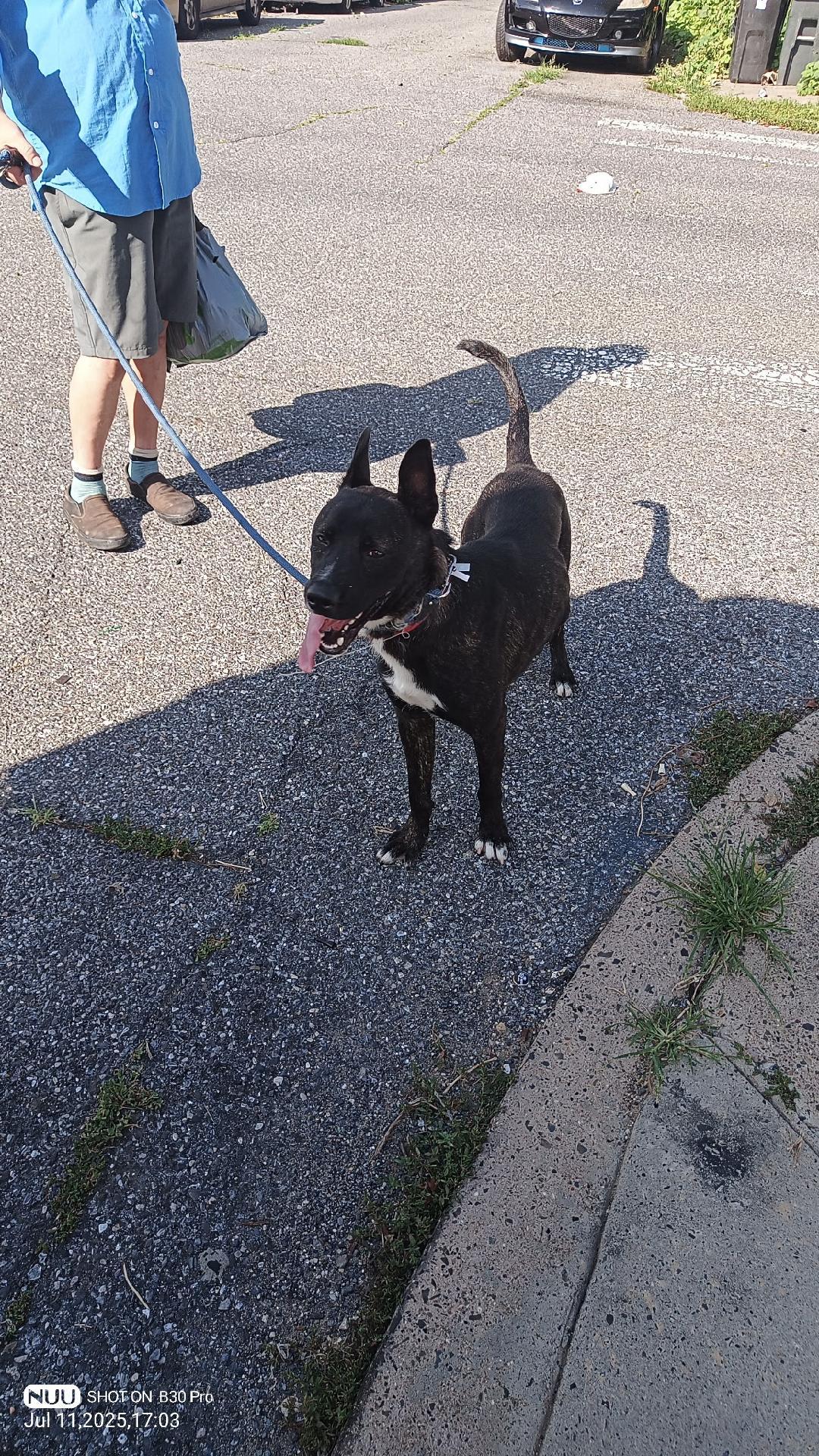 Enlarge Fabio, a Adoptable mixed breed in Yardley, PA image 3/3