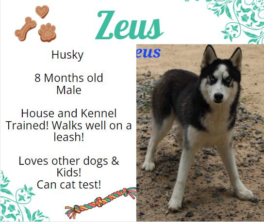 Zeus, Adopted, Young Male Husky.