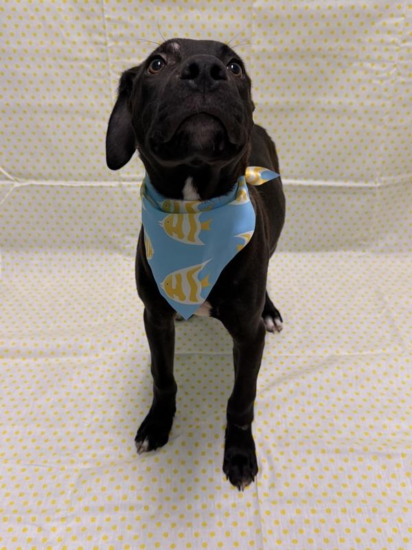 Peter Pan, Adoptable, Young Male Labrador Retriever.