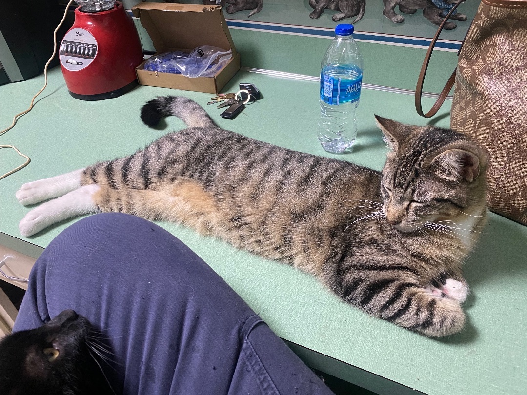 Enlarge Sage, a Adoptable Tabby in Pinson, AL image 1/4