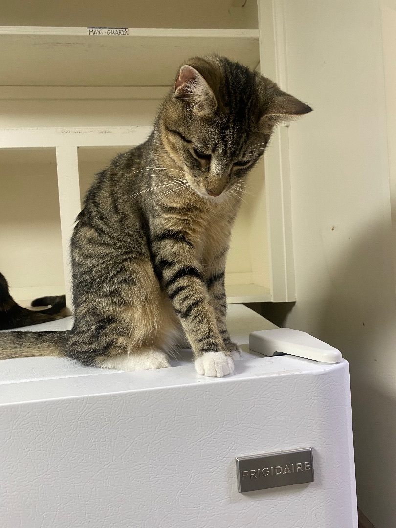 Enlarge Sage, a Adoptable Tabby in Pinson, AL image 2/4