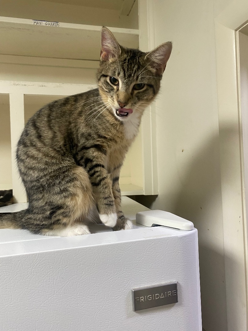 Sage, Adoptable, Kitten Male Tabby.