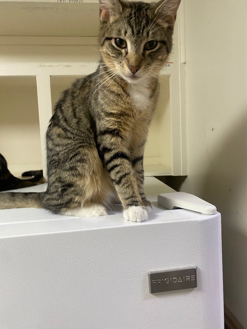 Enlarge Sage, a Adoptable Tabby in Pinson, AL image 4/4