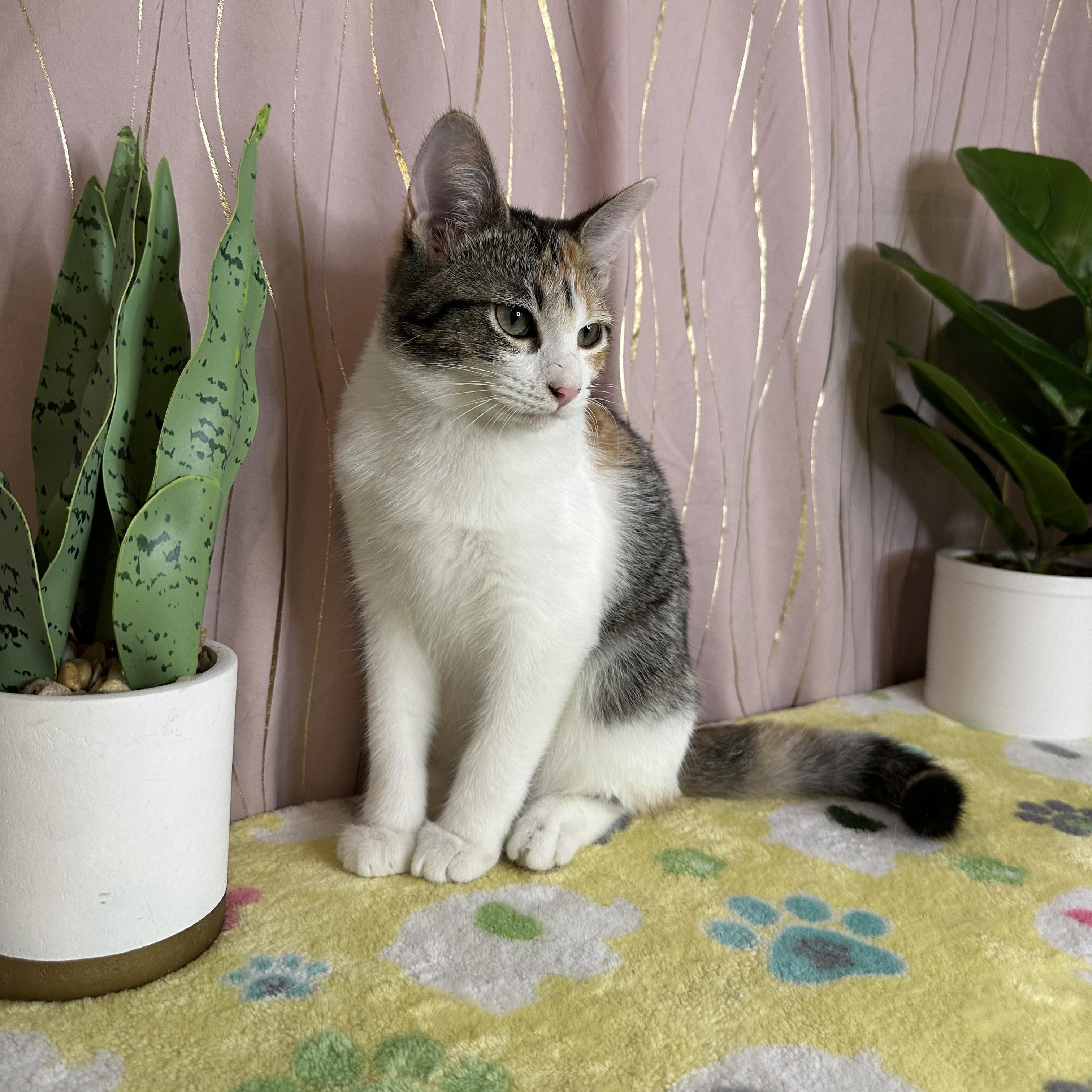 Sorrel — thumbnail 3