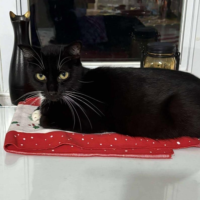 Pepper, a Adoptable Tuxedo in Norwich, CT image 3/6