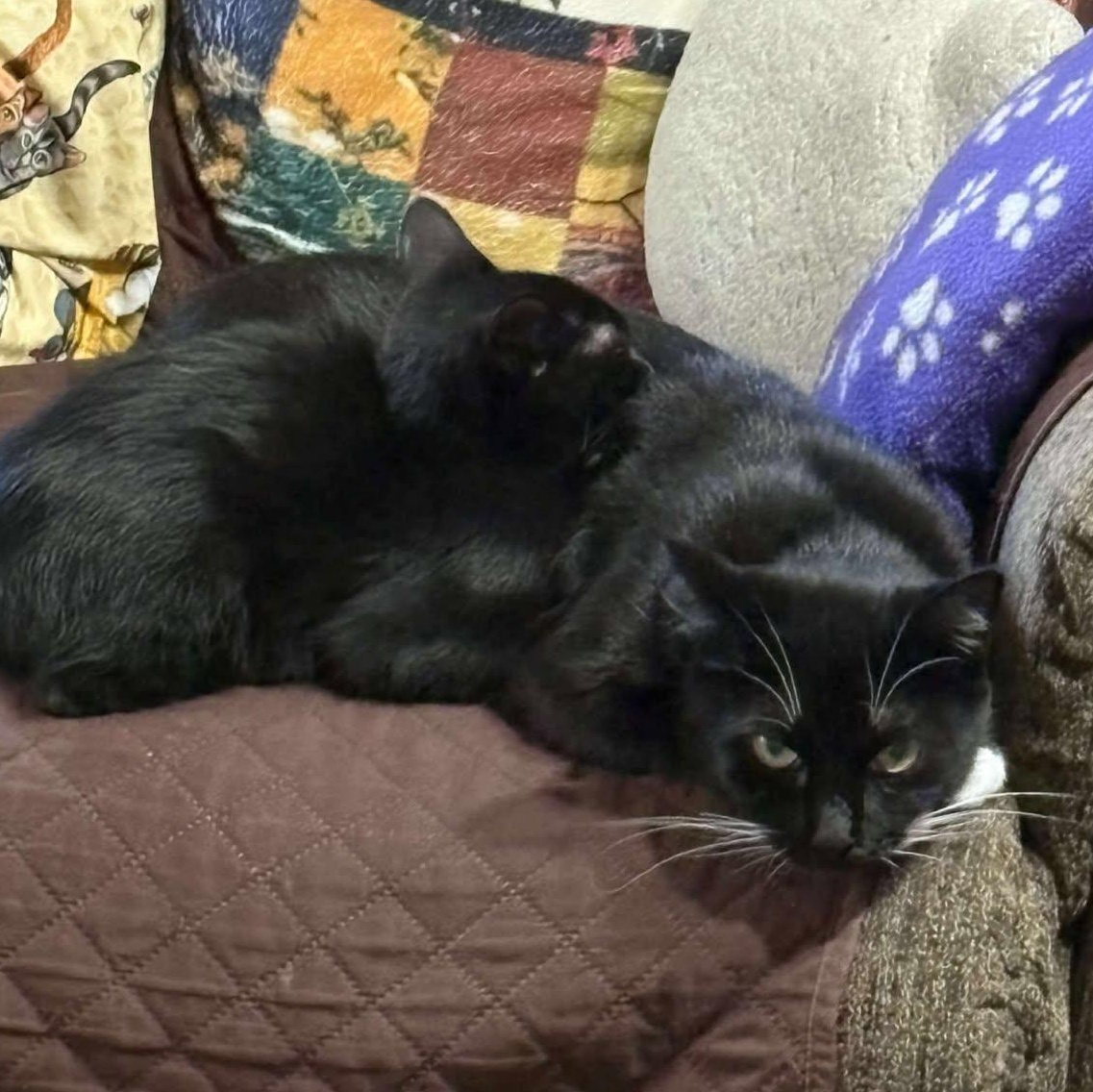 Pepper, a Adoptable Tuxedo in Norwich, CT image 4/6